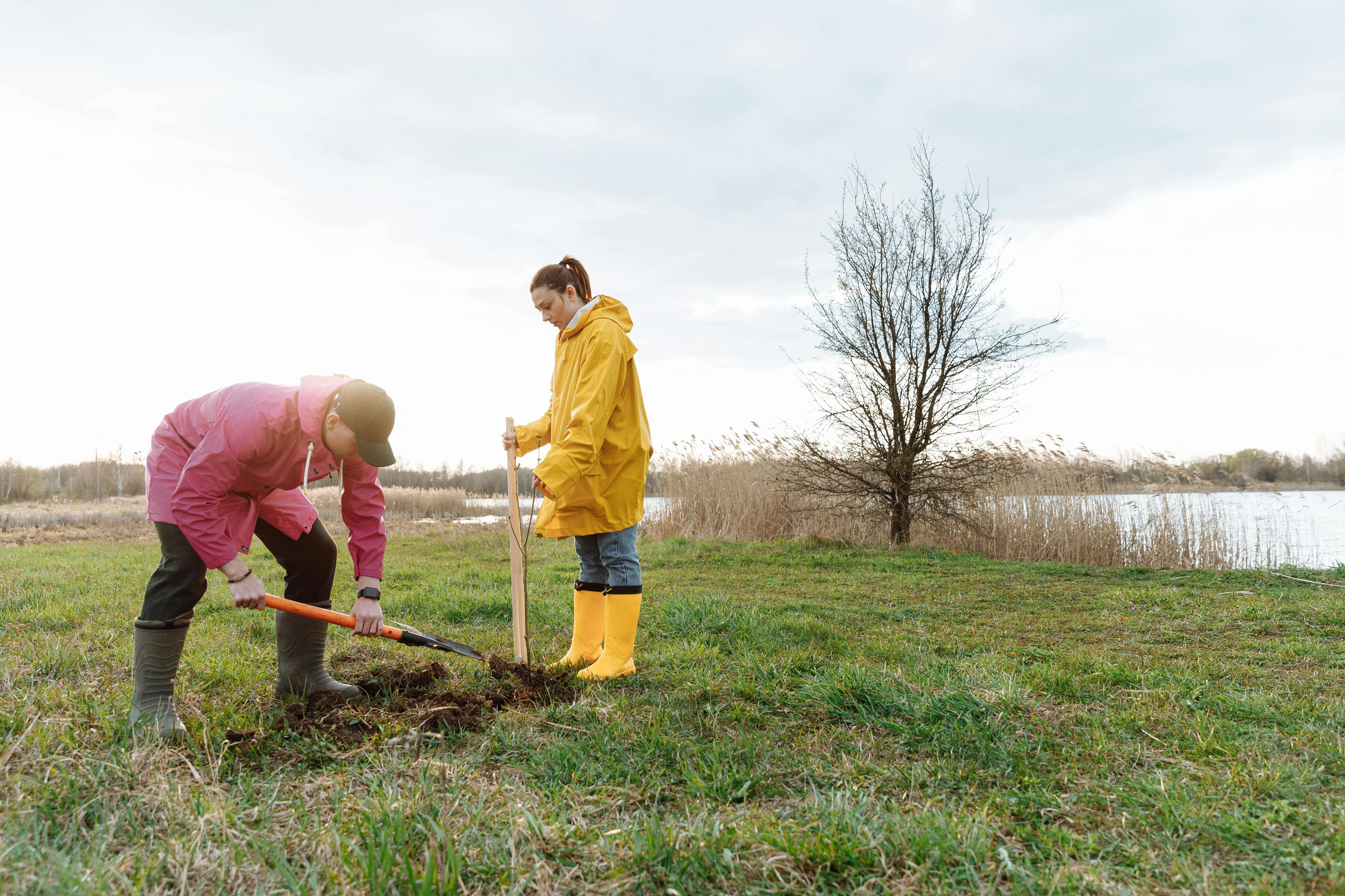 Couple planting tree in raincoats