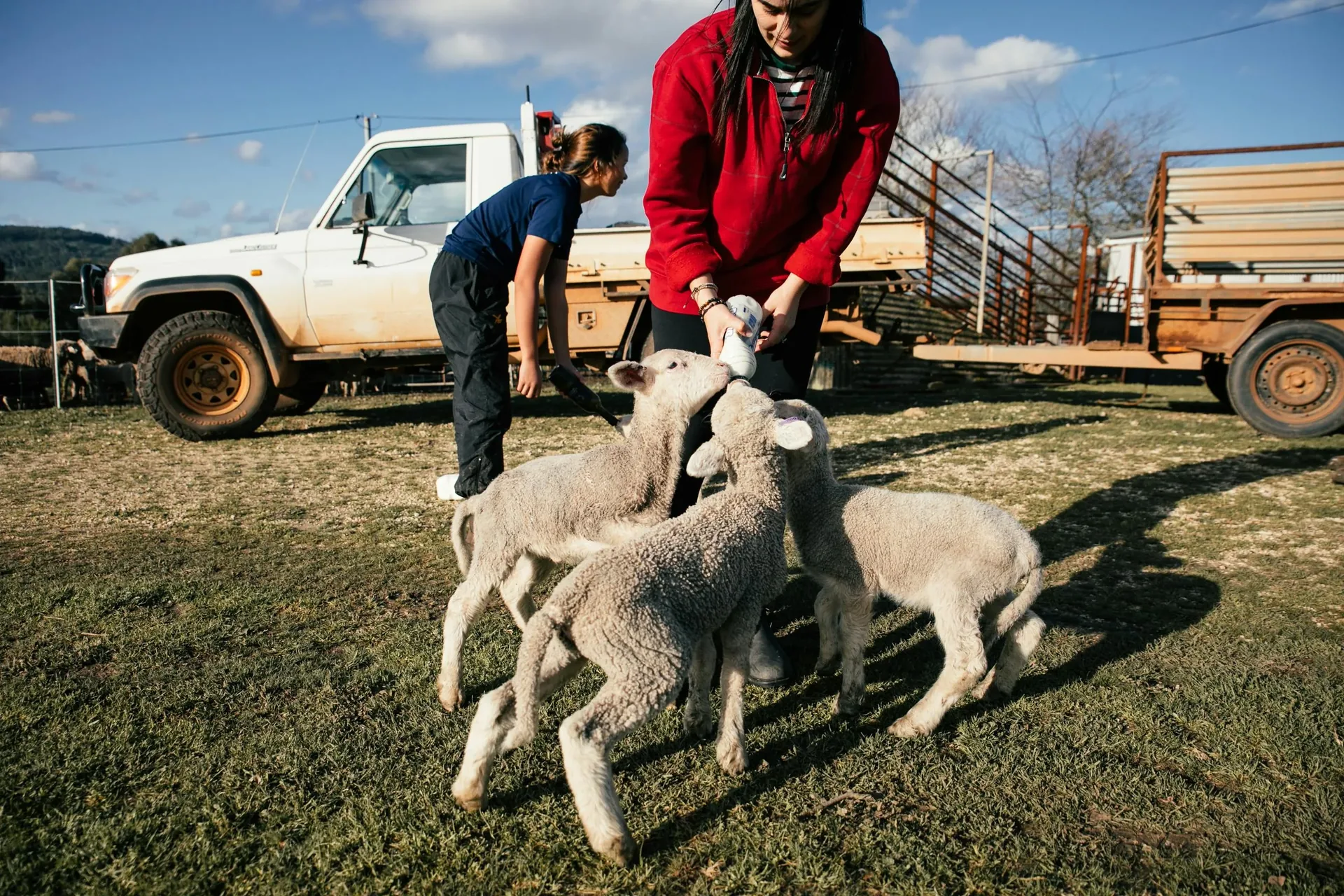 Feeding lambs on a farm
