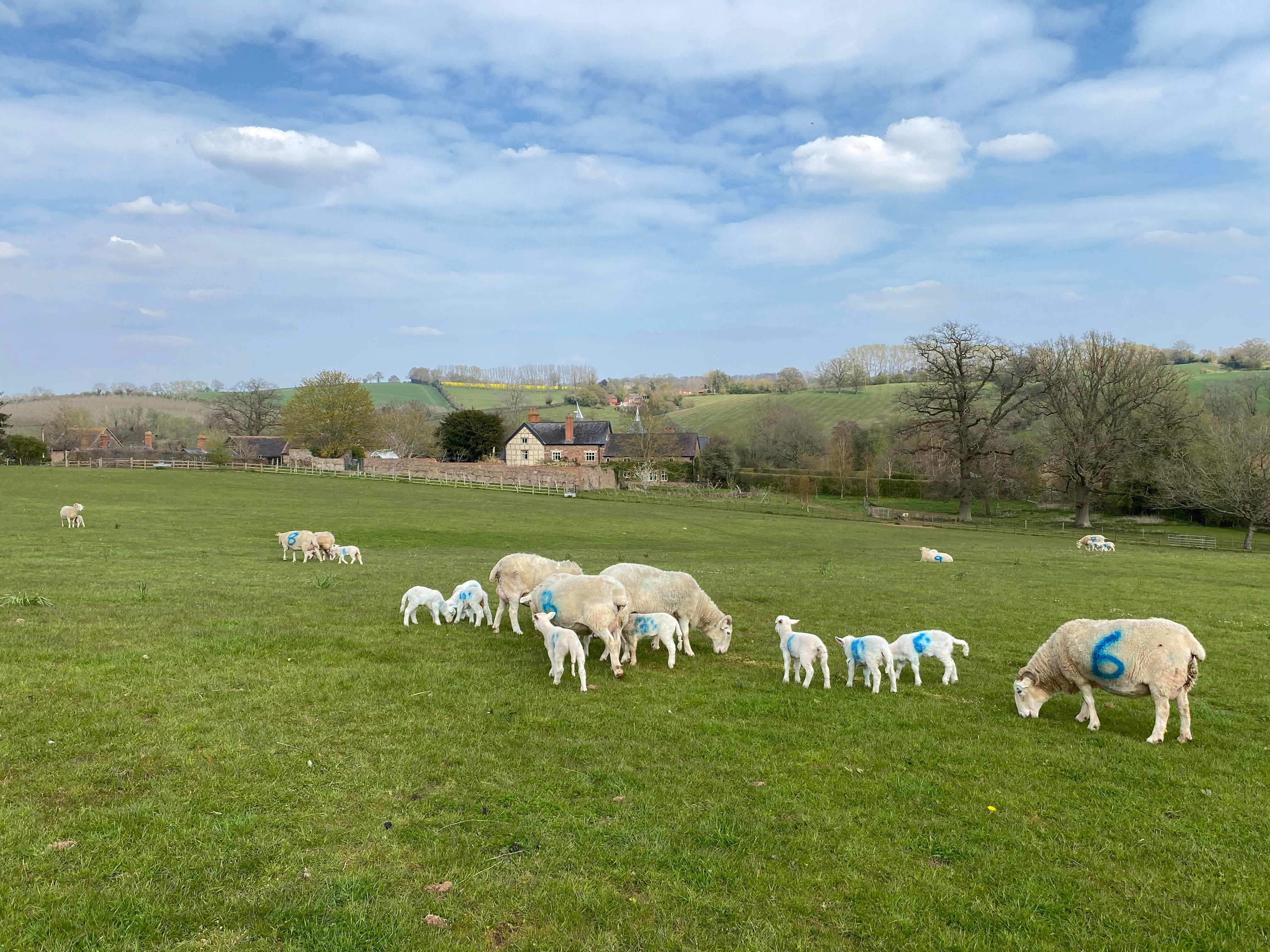 Rural vineyard in Herefordshire - Thumbnail 10