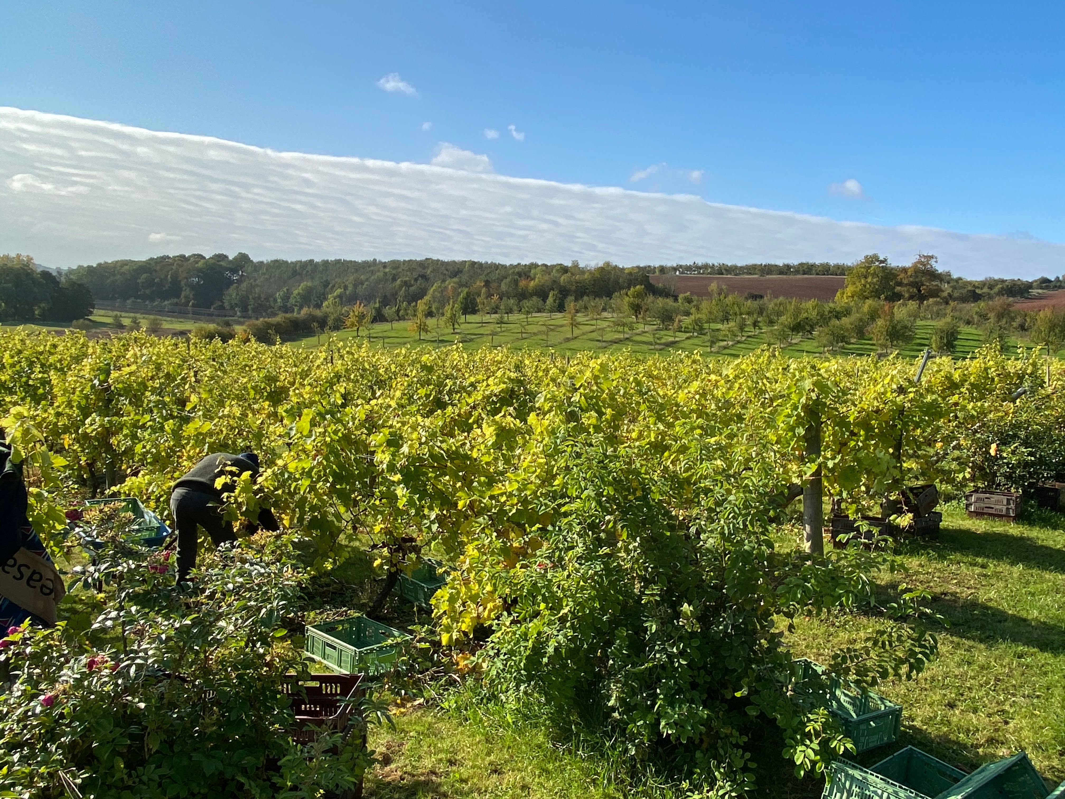 Rural vineyard in Herefordshire - Thumbnail 8