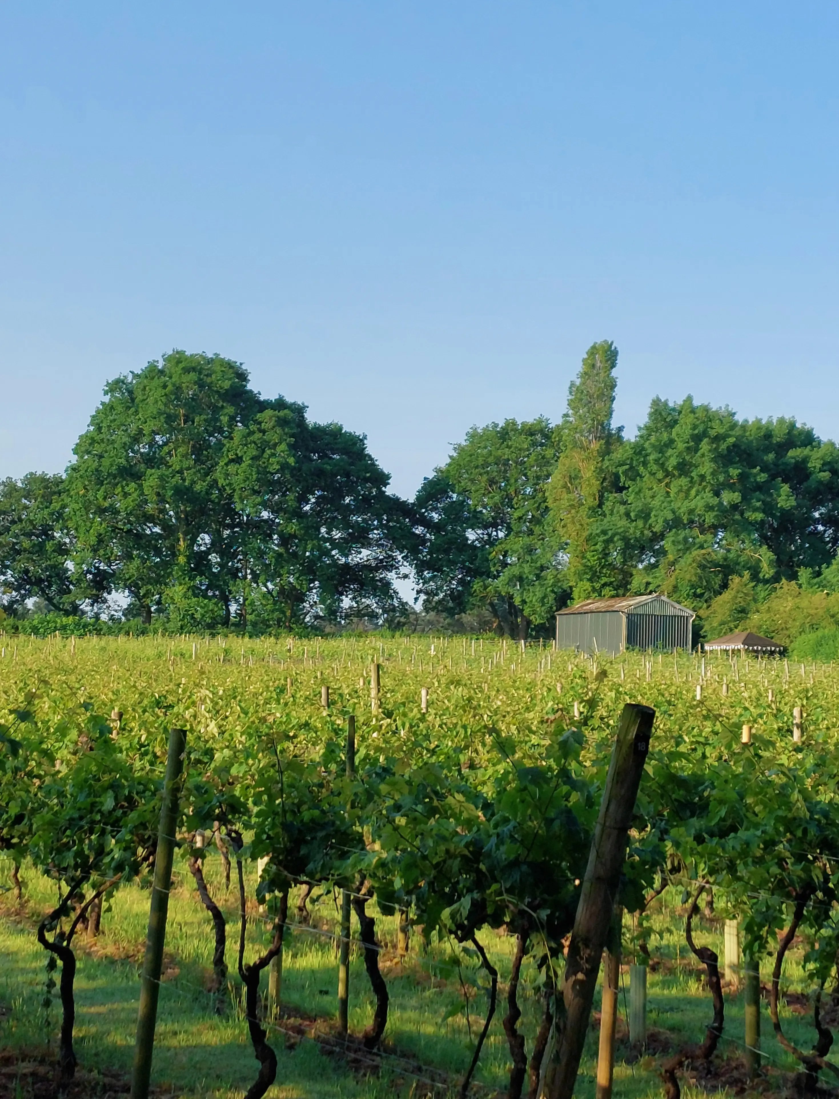 Family-run vineyard, Worcestershire - Thumbnail 8