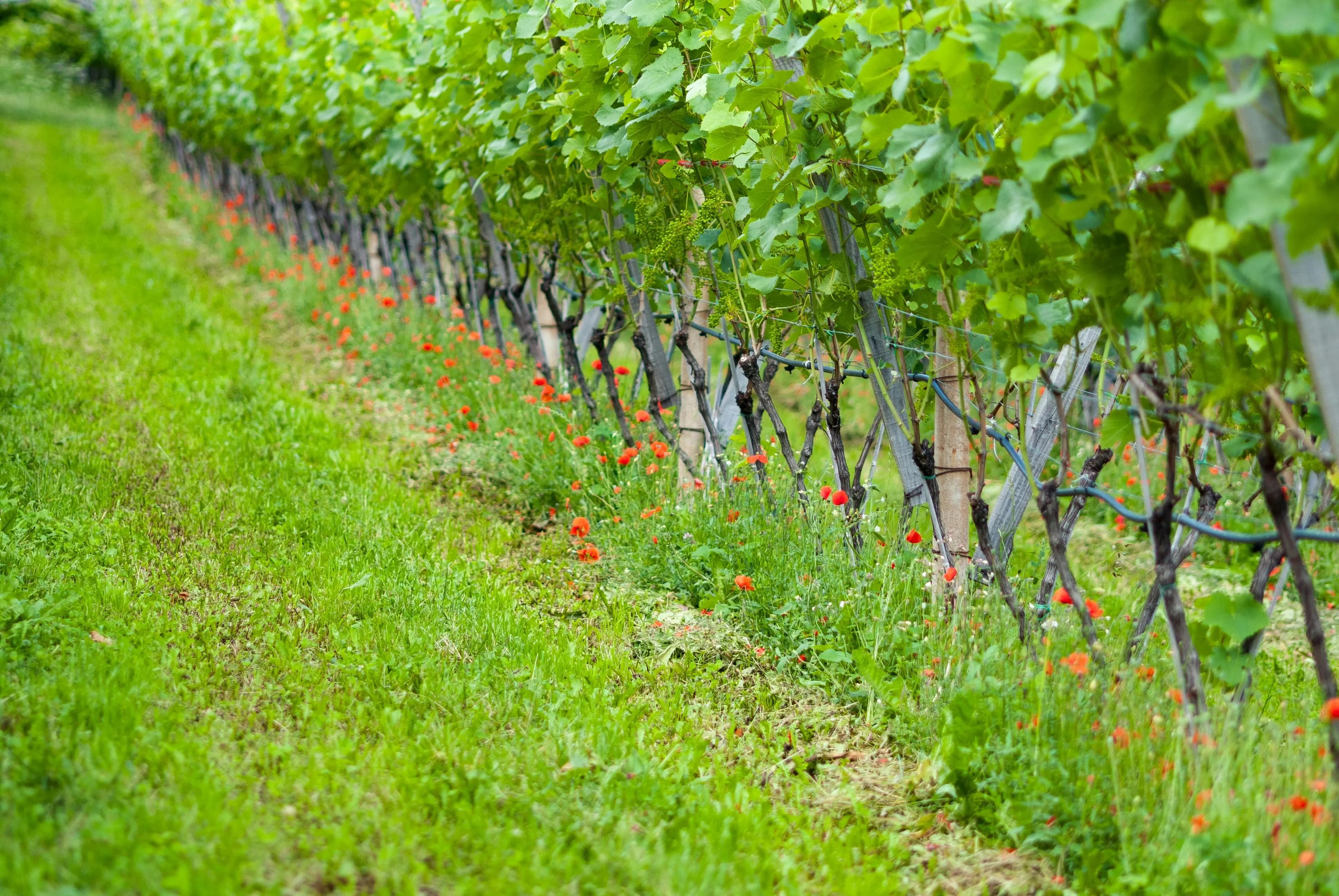 Vineyard in Northern Ireland - Thumbnail 3