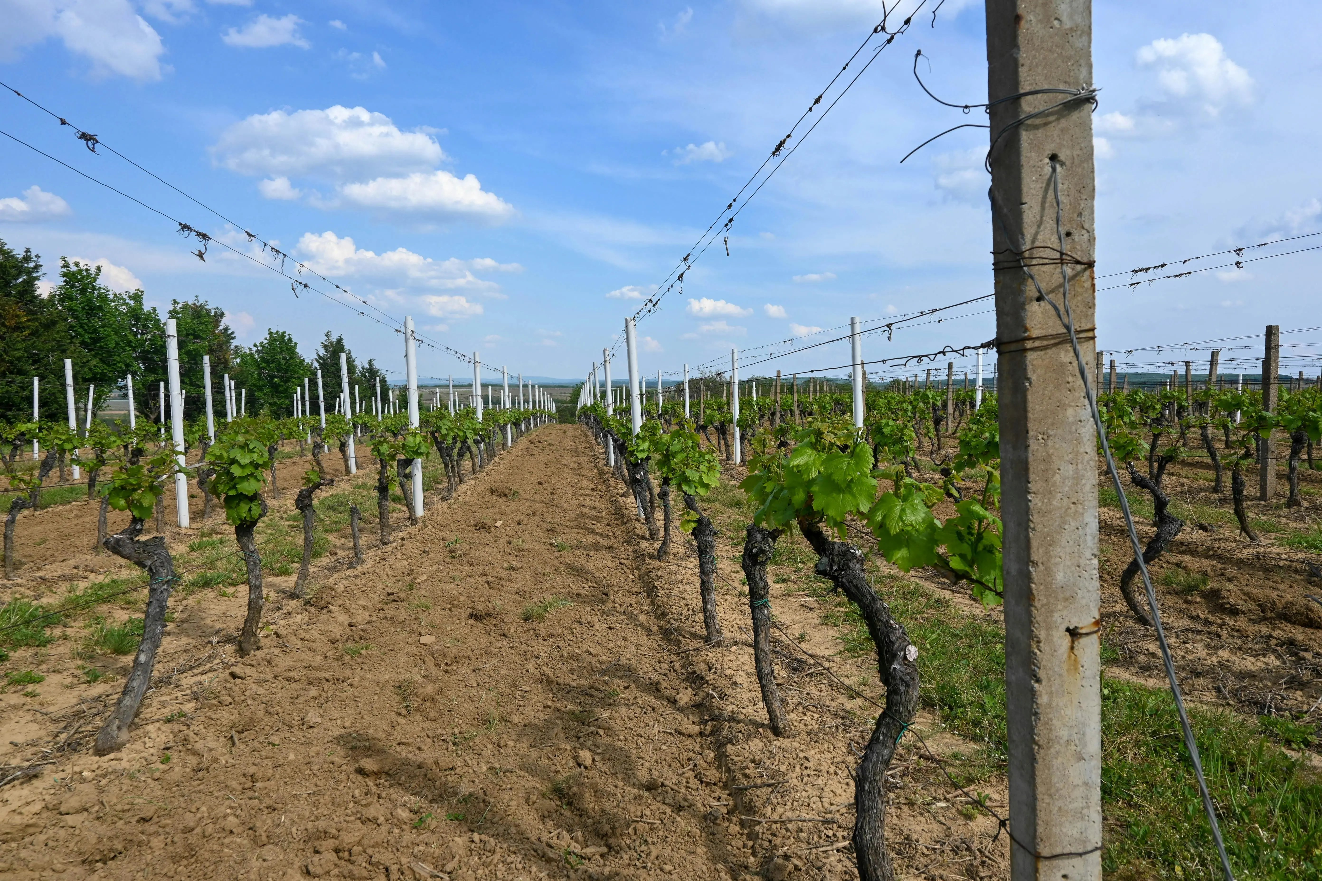 Vineyard in Northern Ireland - Thumbnail 2