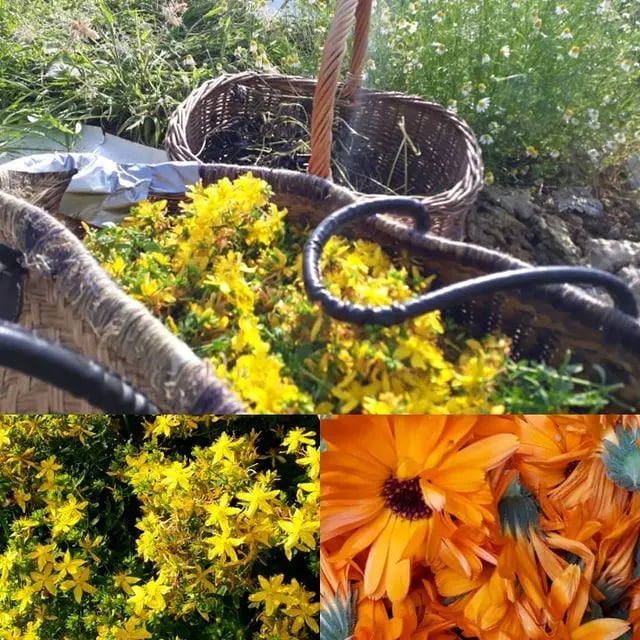 Agro-ecological forest garden, Devon - Thumbnail 10