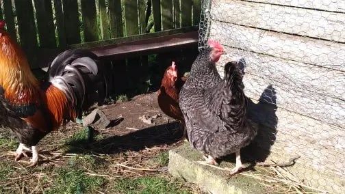 Smallholding, rural Northern Ireland - Thumbnail 5