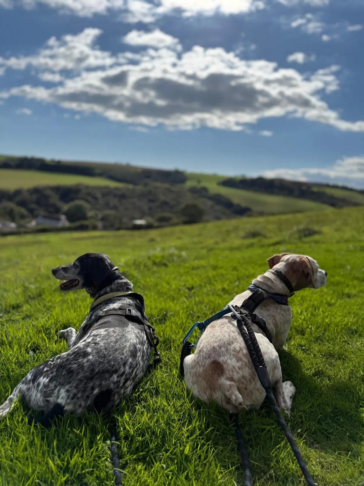 5 Star Luxury Cottages, Cornwall - Thumbnail 12