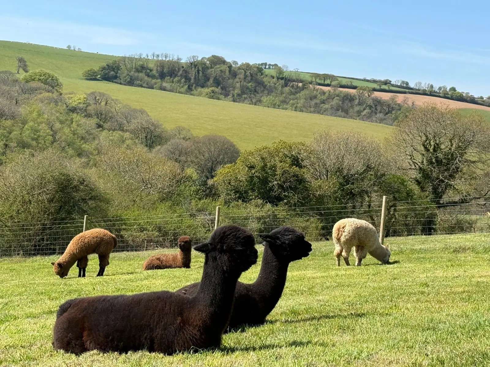 5 Star Luxury Cottages, Cornwall - Thumbnail 2