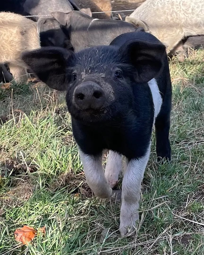 Aberdeen Farmstay - Thumbnail 5