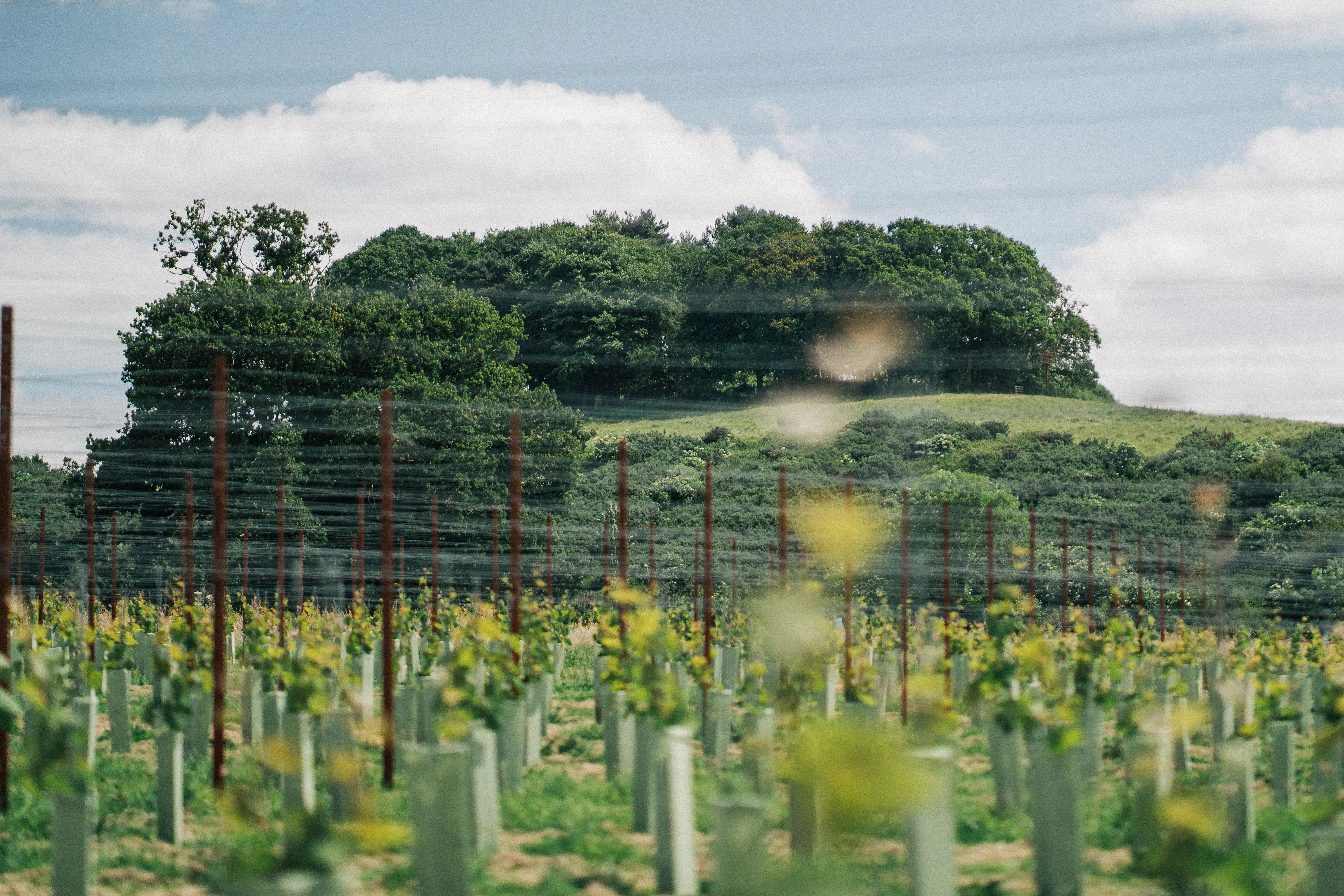 Picturesque Winery in somerset - Thumbnail 1