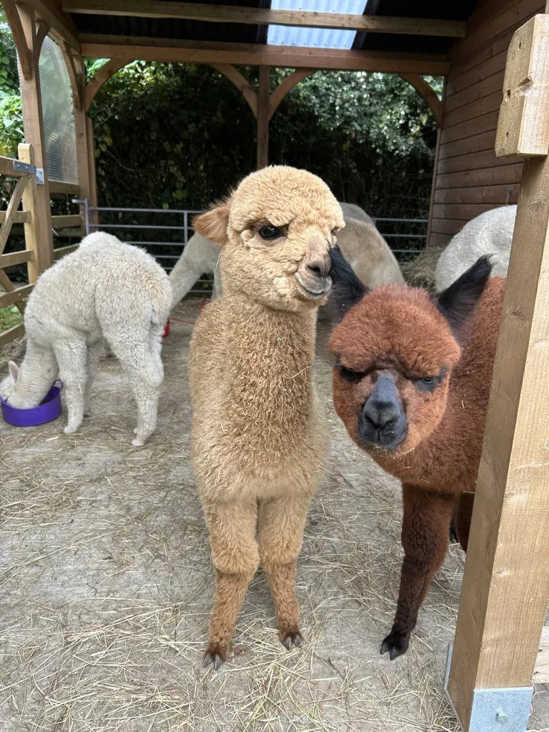 Alpaca farm on the Isle of Wight - Thumbnail 9