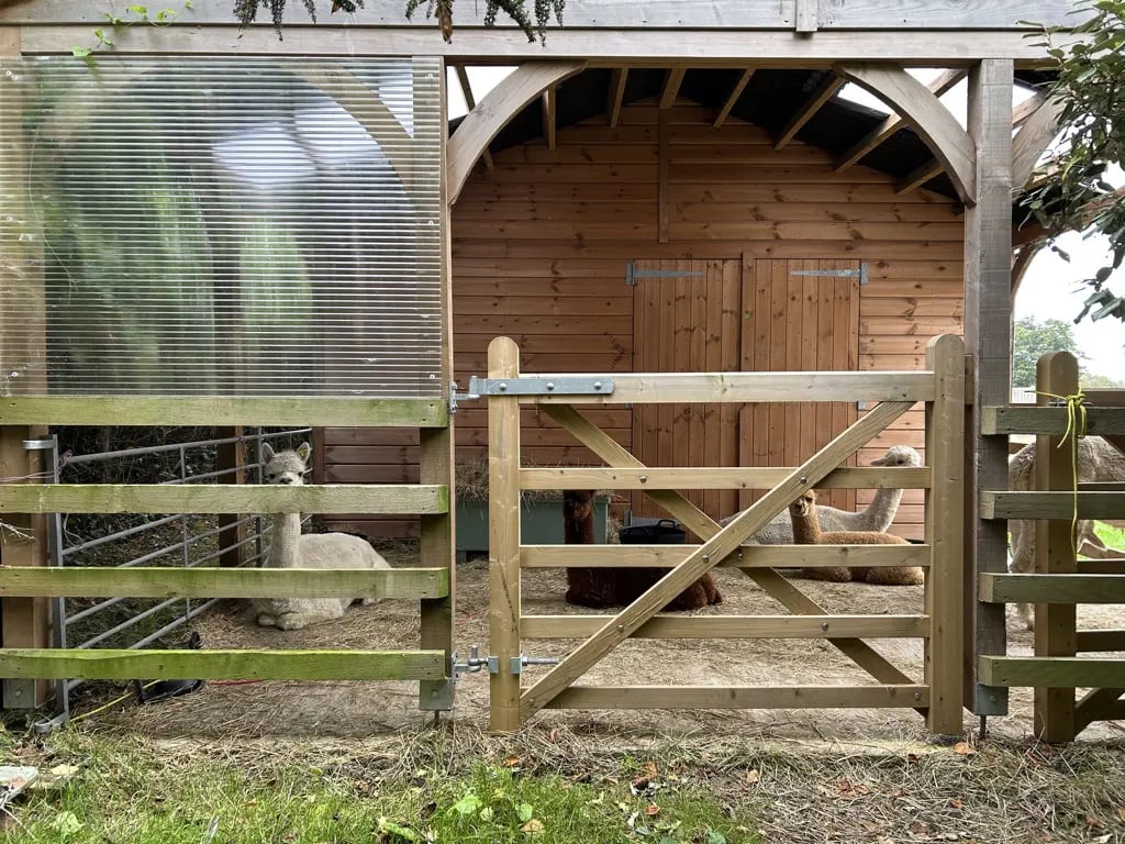 Alpaca farm on the Isle of Wight - Thumbnail 10