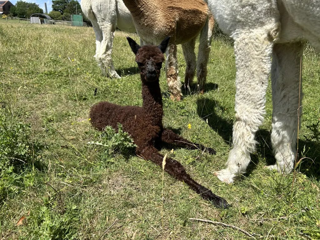Alpaca farm on the Isle of Wight - Thumbnail 14