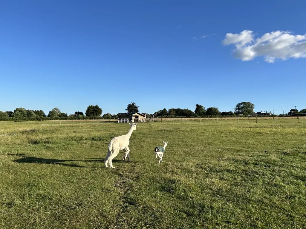 Alpaca farm on the Isle of Wight - Thumbnail 15