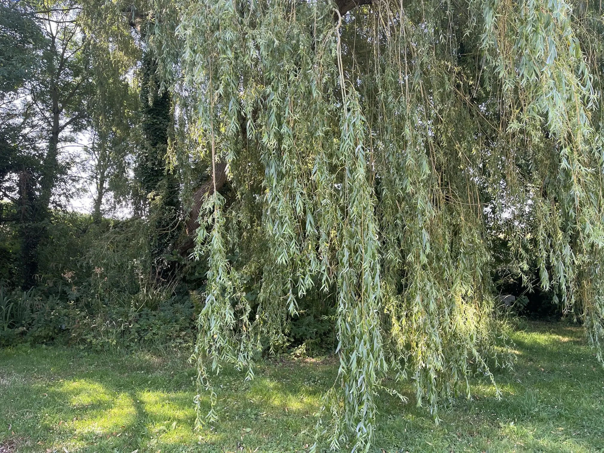 Re-Naturing and outdoor help, Somerset - Thumbnail 4