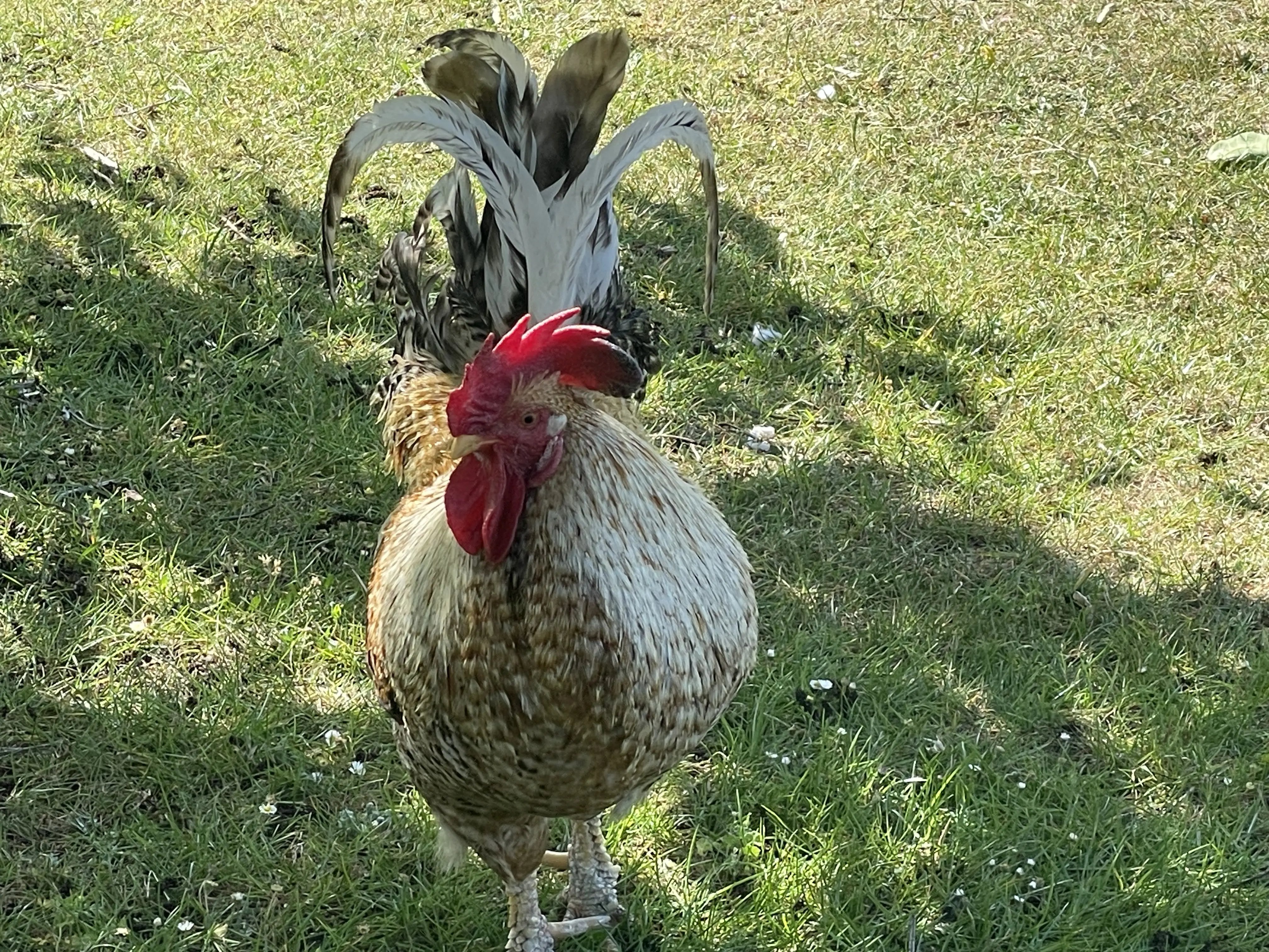 Retreat and animal farm, Essex - Thumbnail 8
