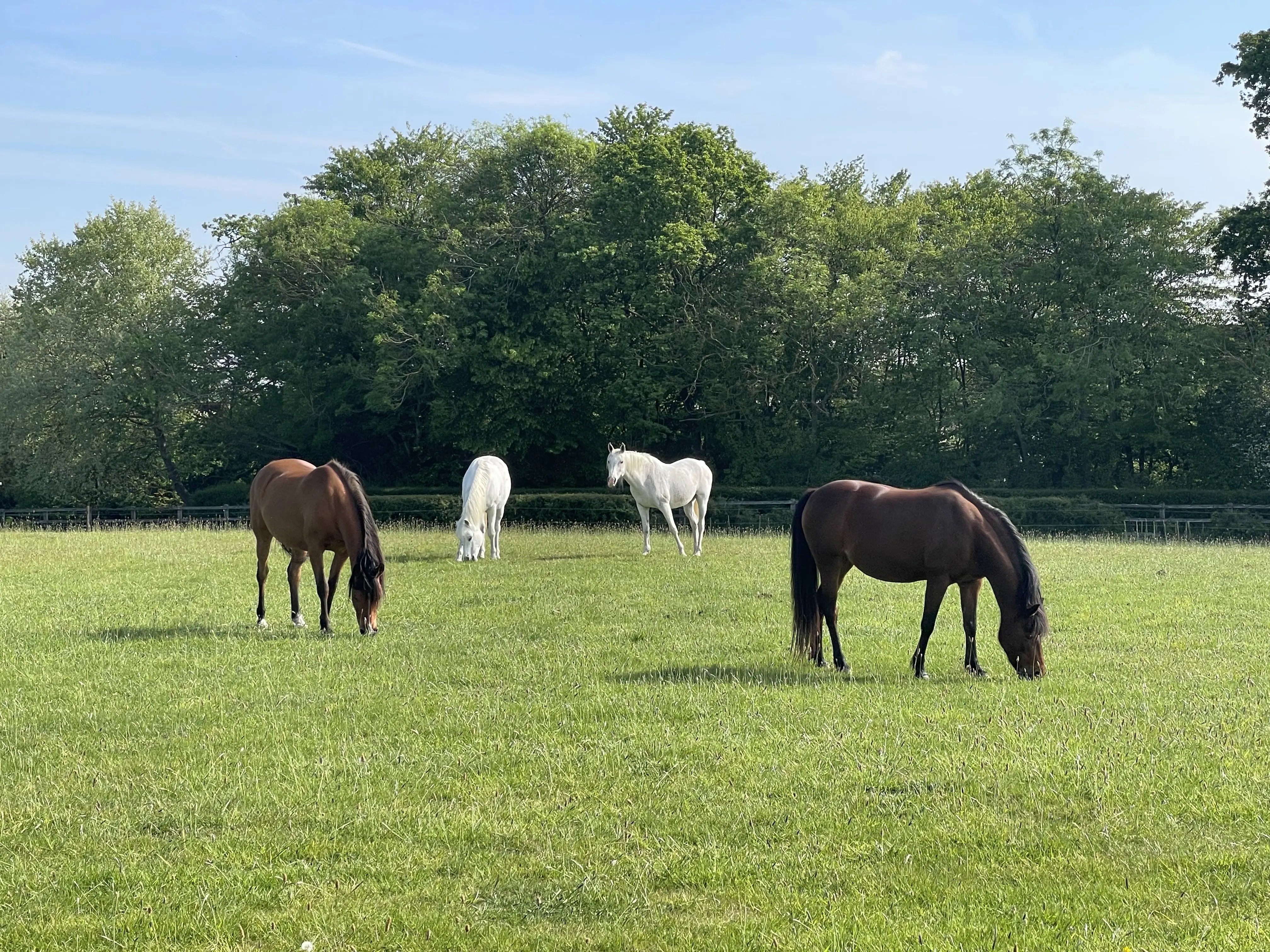 Retreat and animal farm, Essex - Thumbnail 3