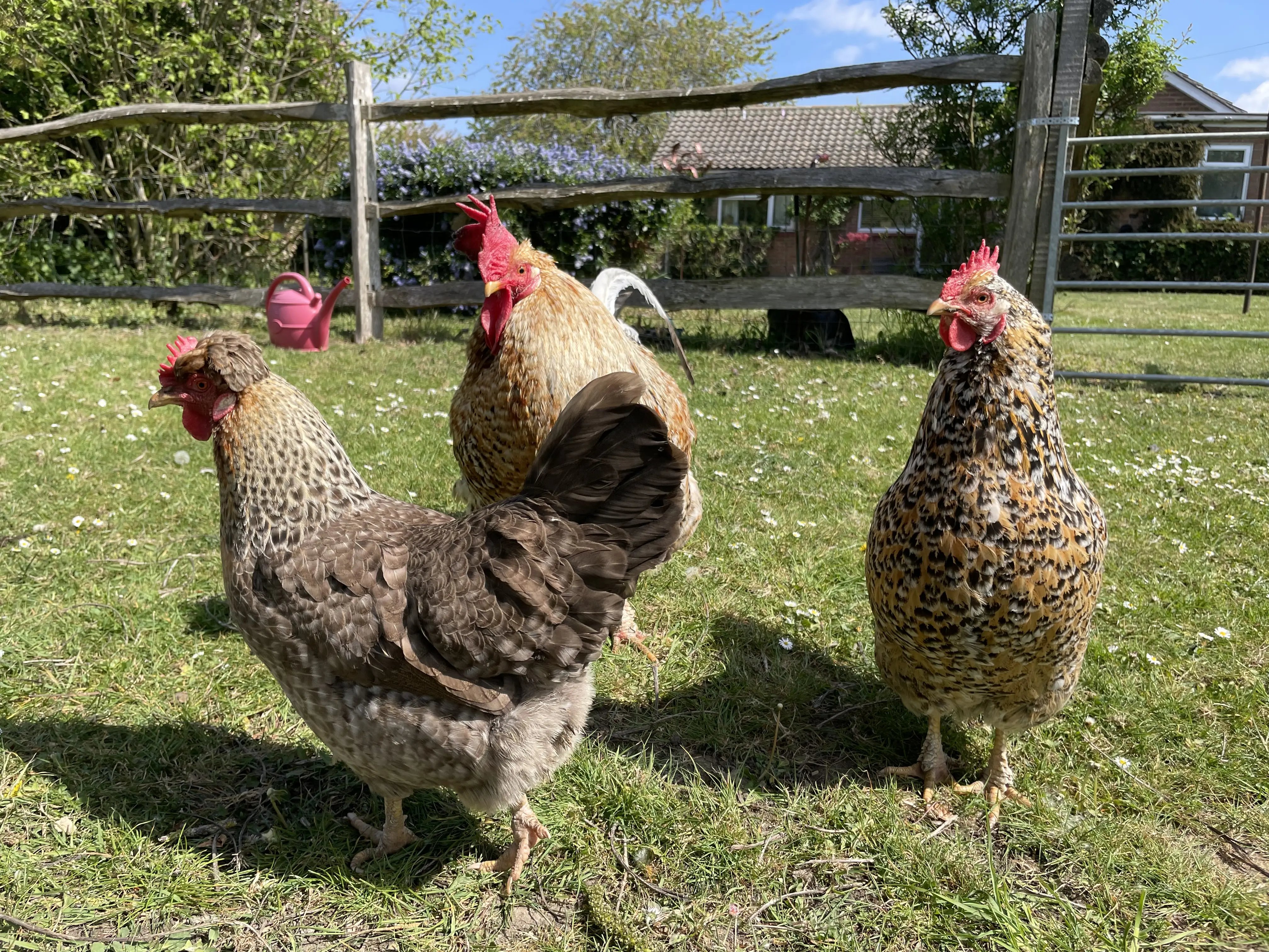 Retreat and animal farm, Essex - Thumbnail 10