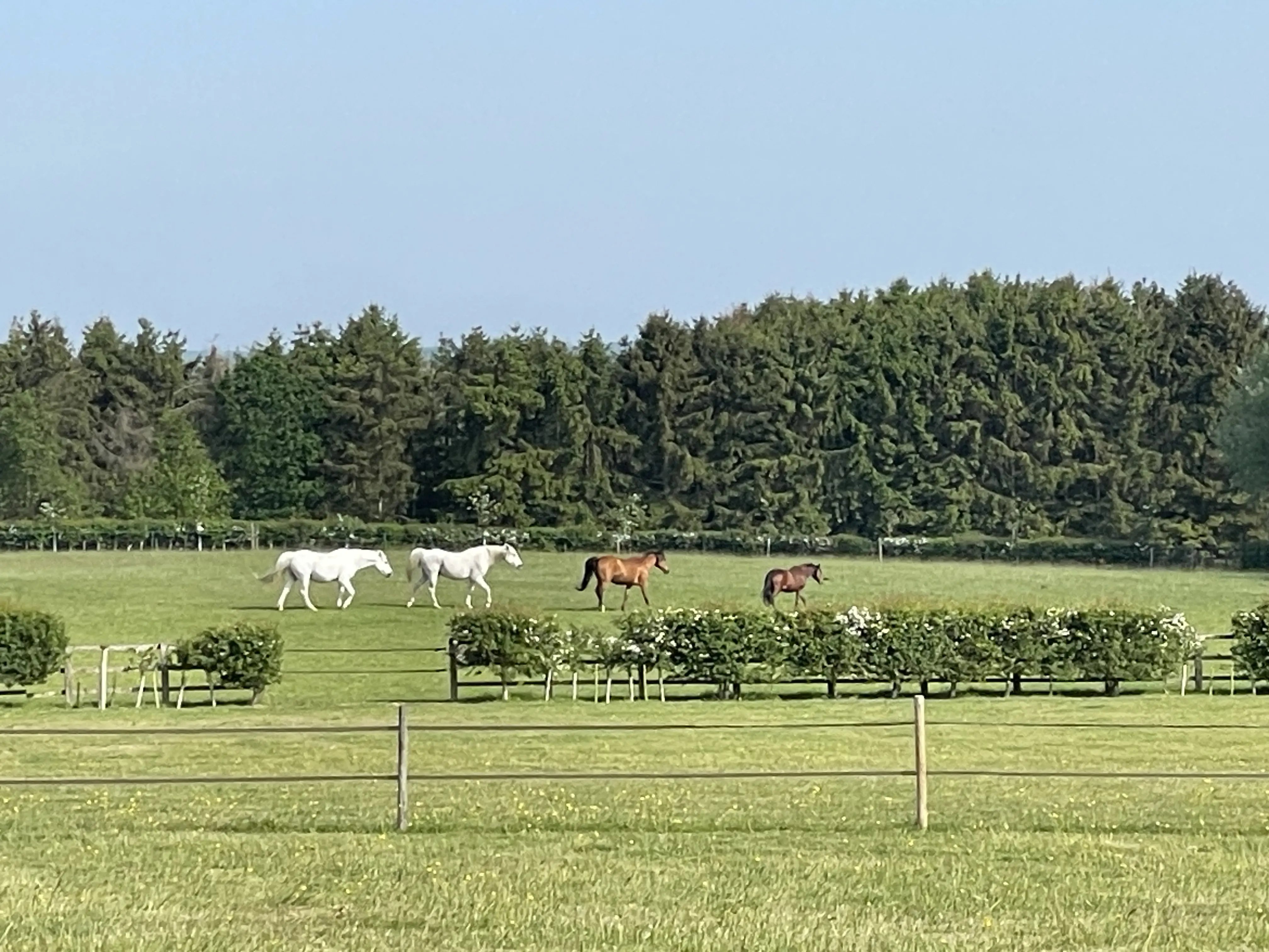 Retreat and animal farm, Essex - Thumbnail 9