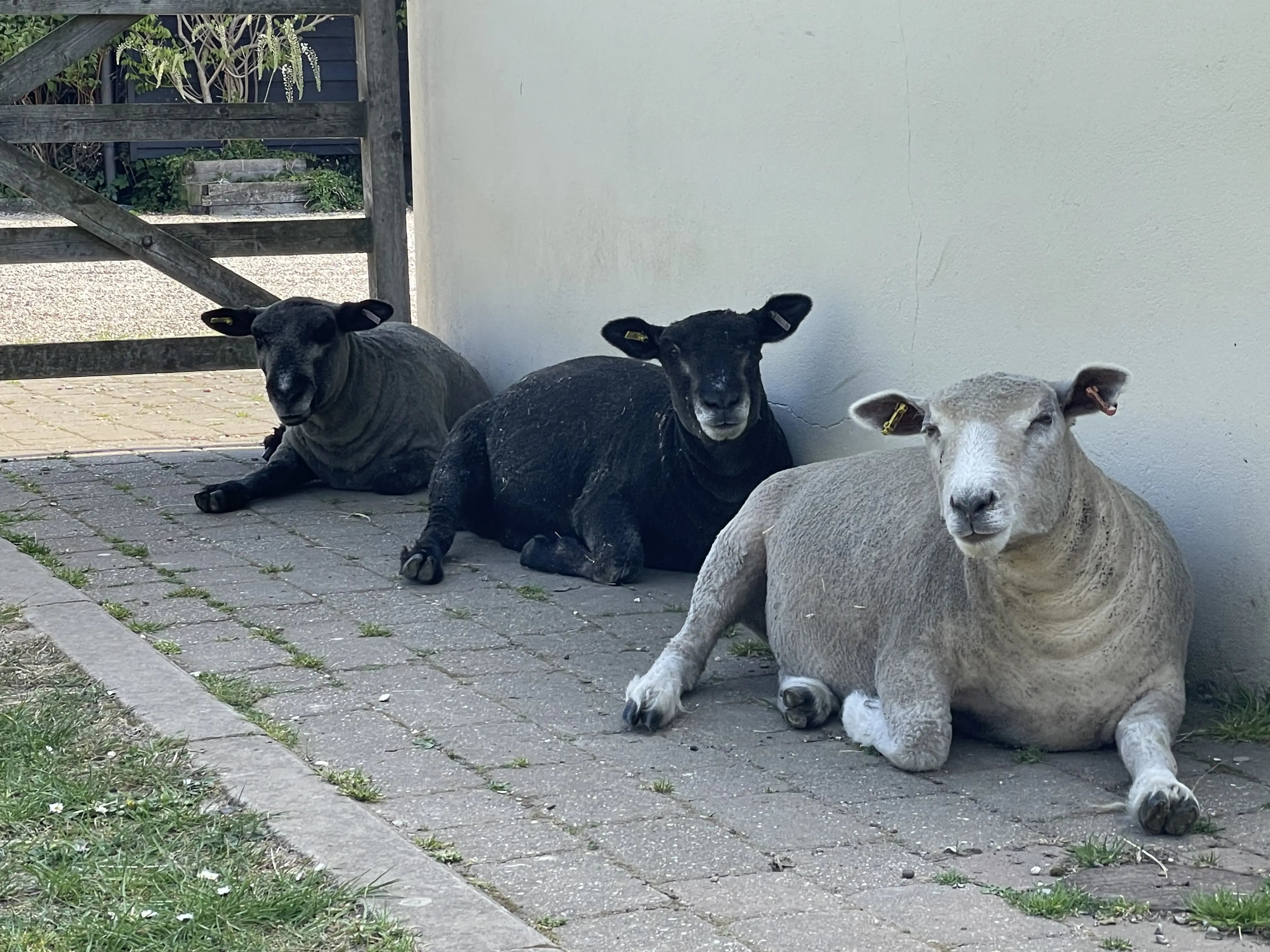 Retreat and animal farm, Essex - Thumbnail 11