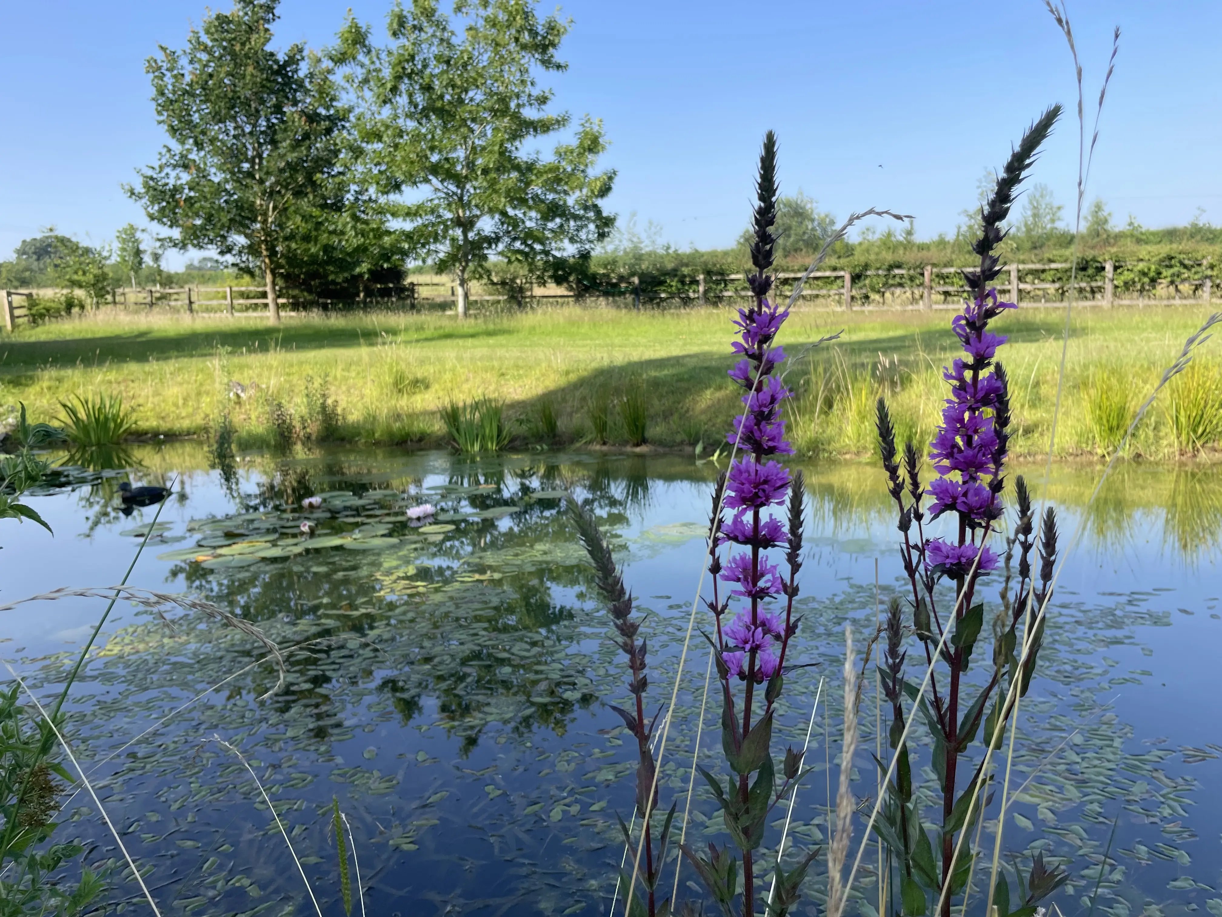 Retreat and animal farm, Essex - Thumbnail 21