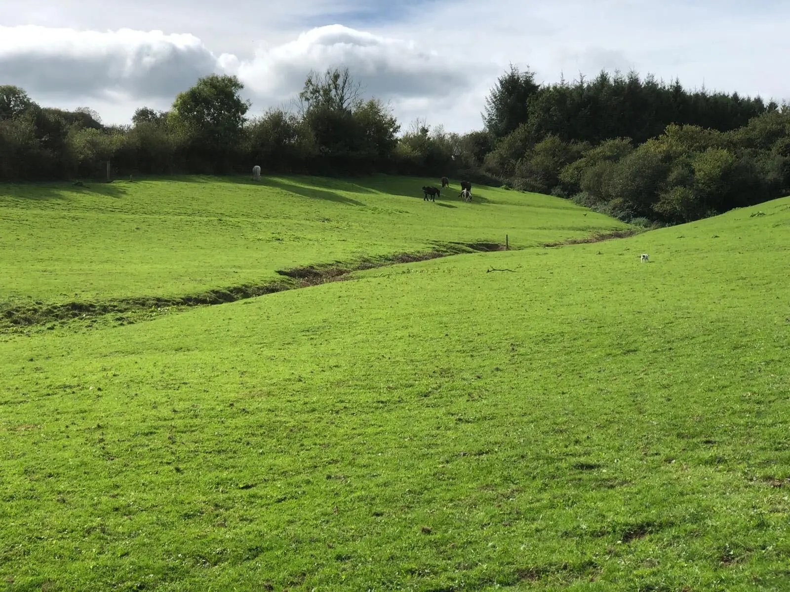 Helping horses on a Devon Farm - Thumbnail 3