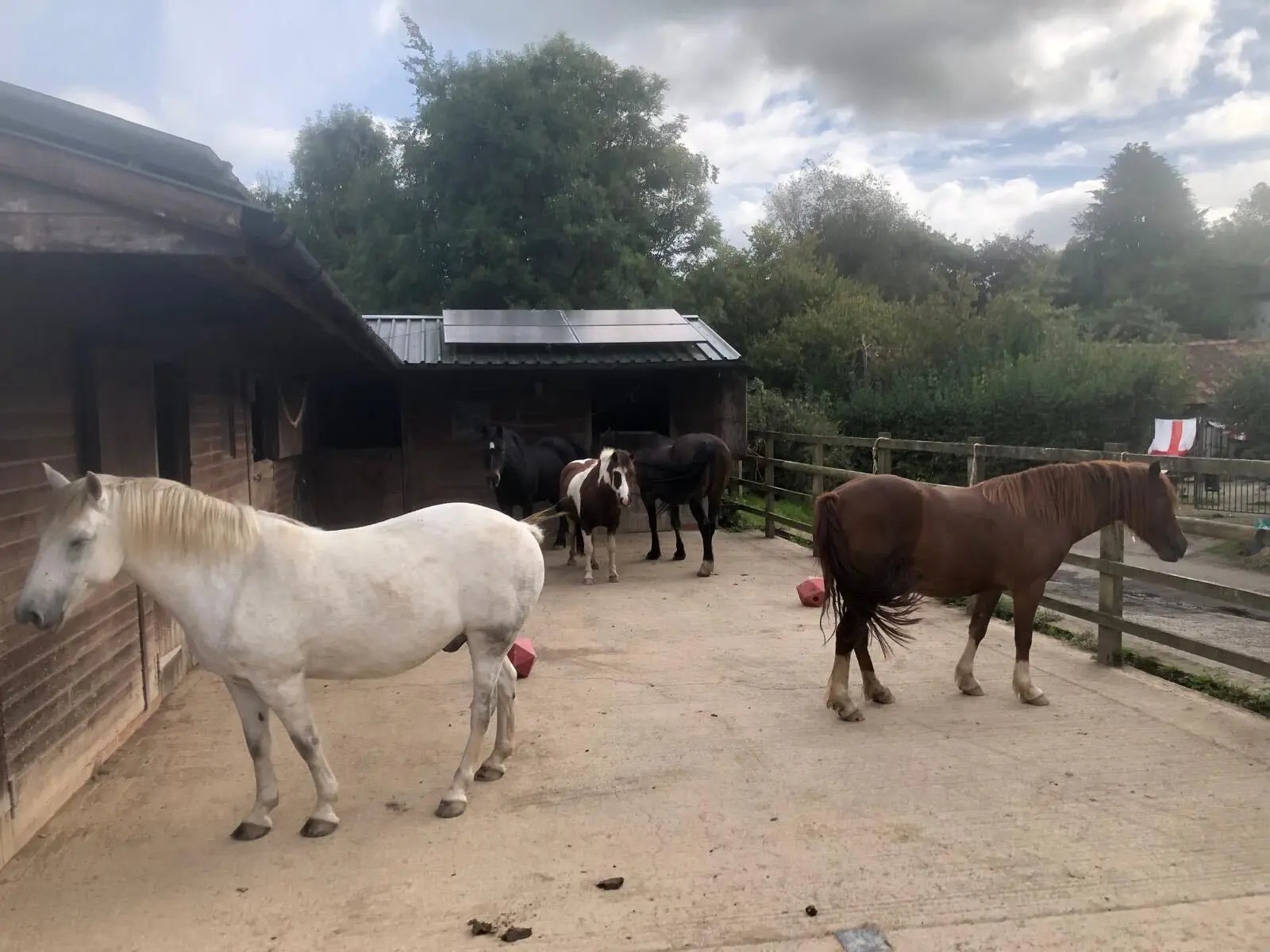 Helping horses on a Devon Farm - Thumbnail 7