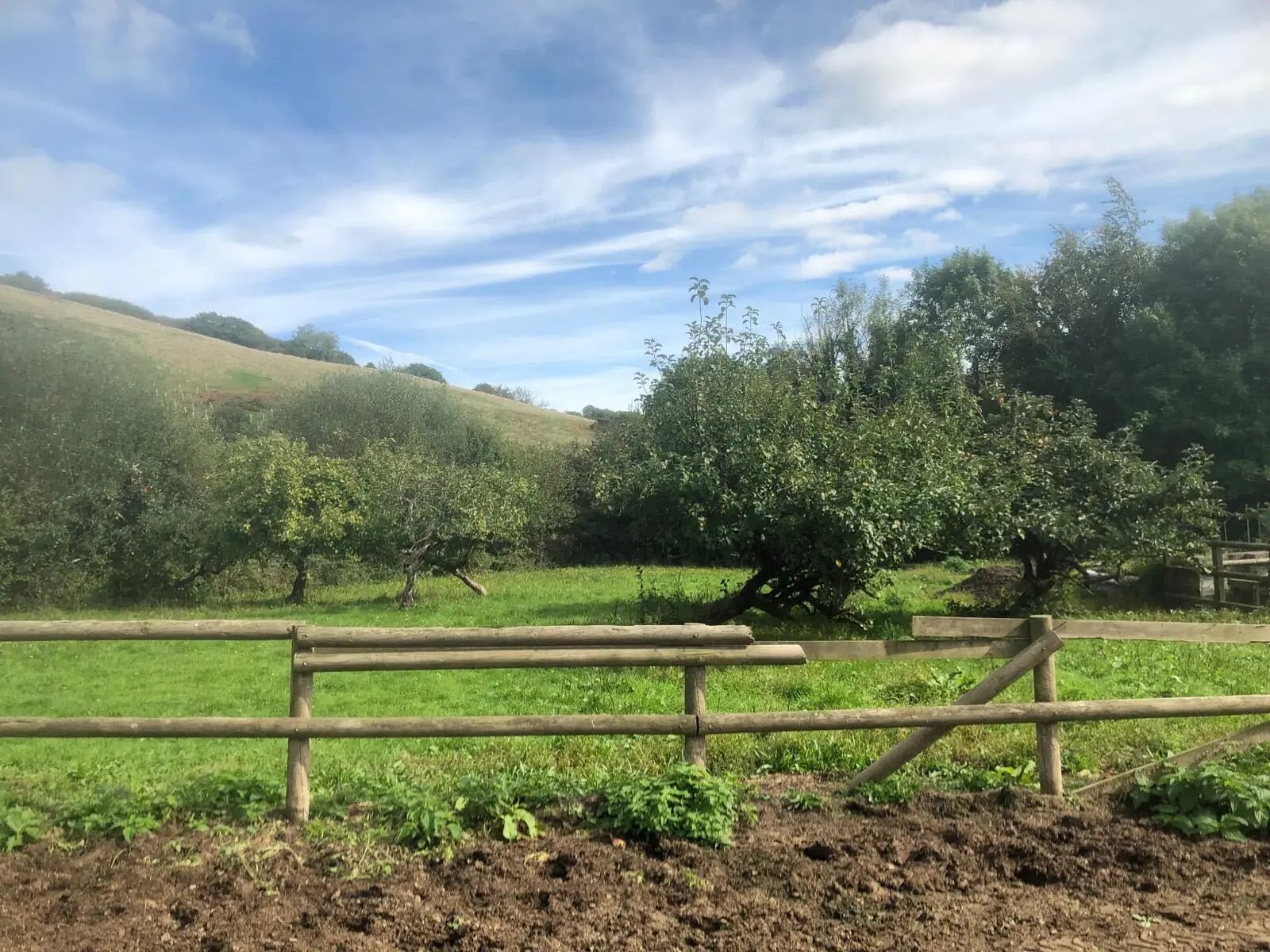Helping horses on a Devon Farm - Thumbnail 5