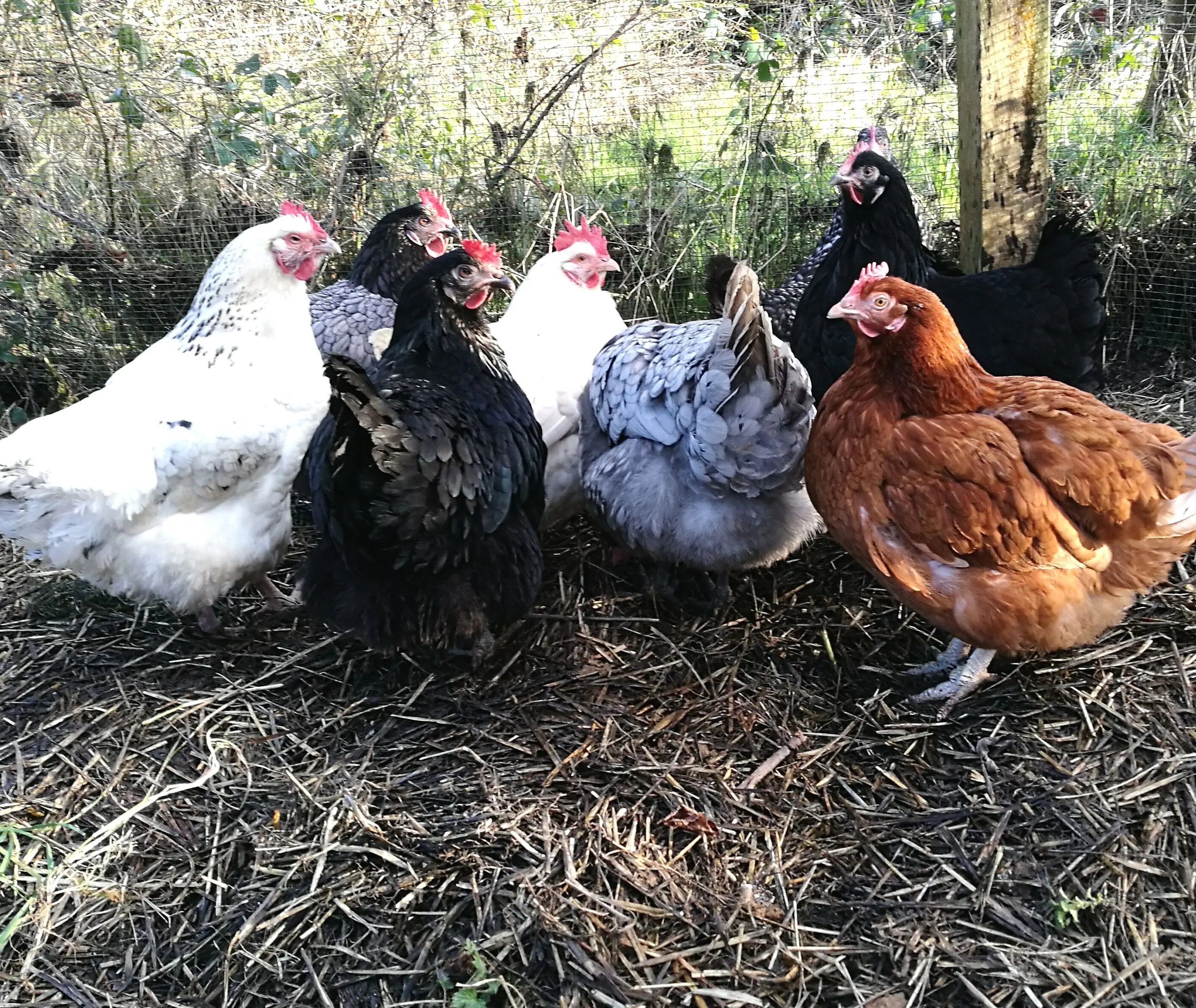 Pembrokeshire coast ancient smallholding - Thumbnail 15