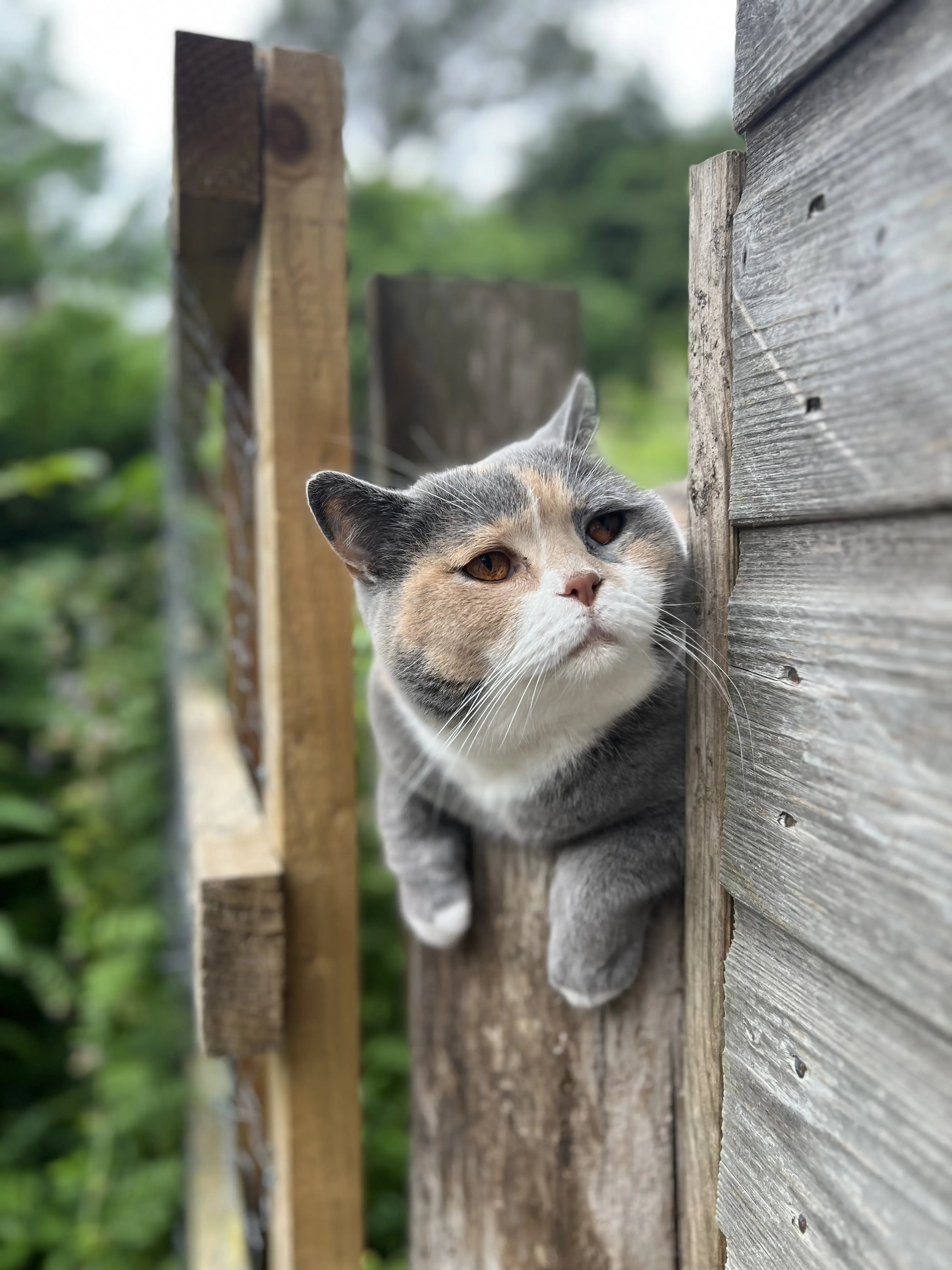 Help at a Rural Cottage, Scotland - Thumbnail 11