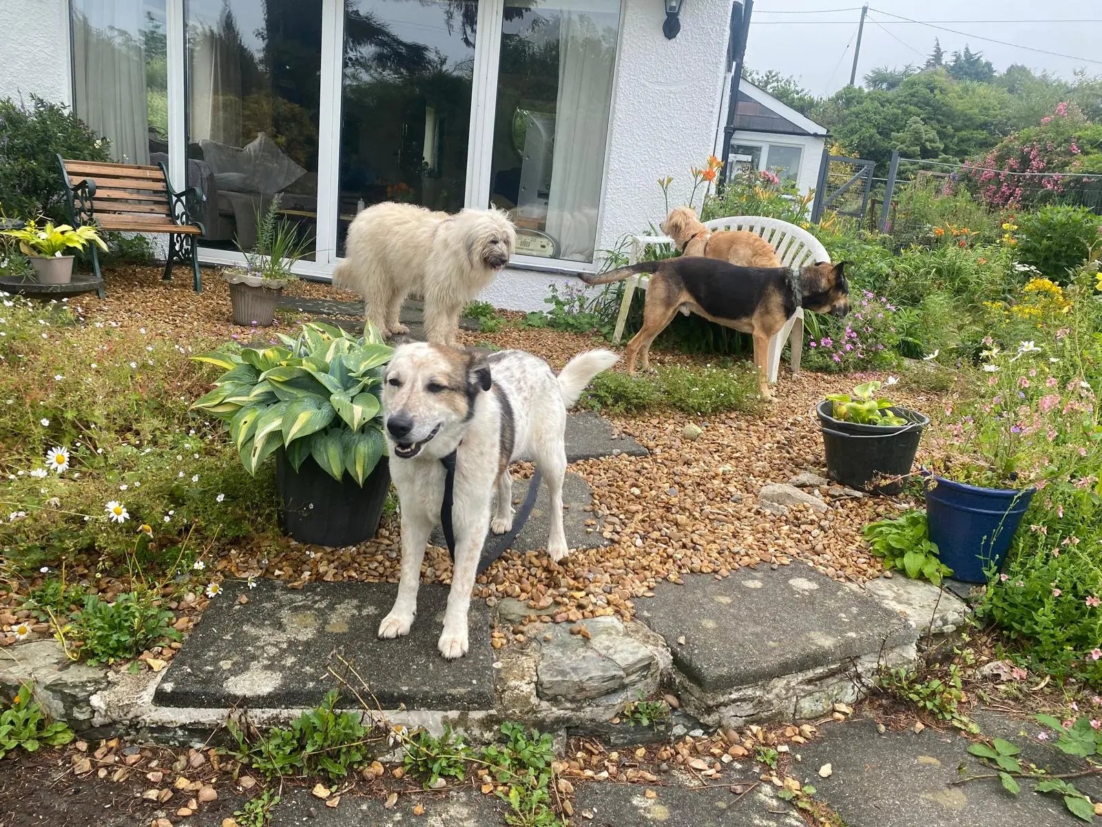 Dog rescue homestay, south Devon - Thumbnail 3