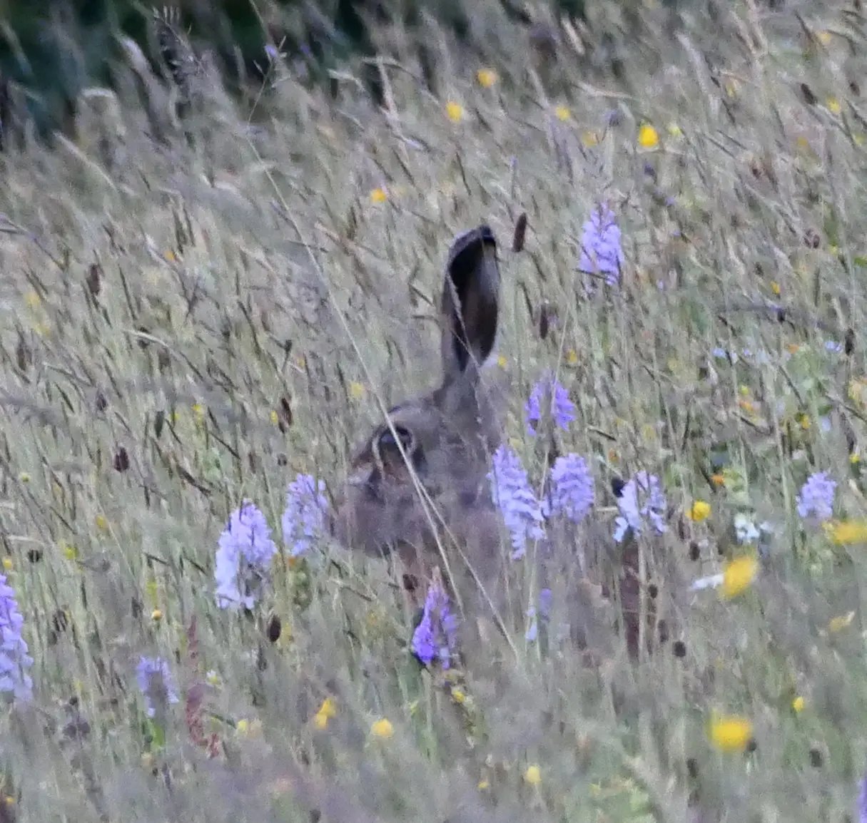 Beautiful Welsh gardens - Thumbnail 10