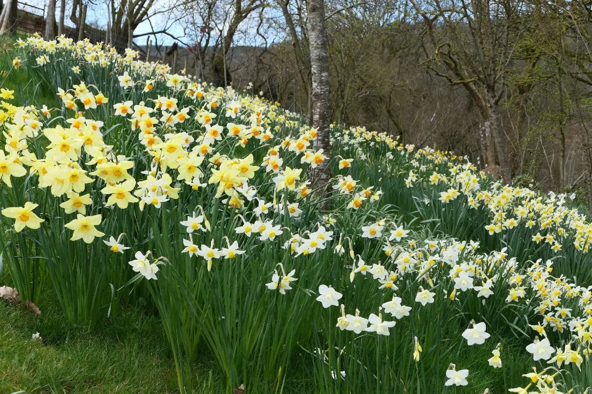 Beautiful Welsh gardens - Thumbnail 8