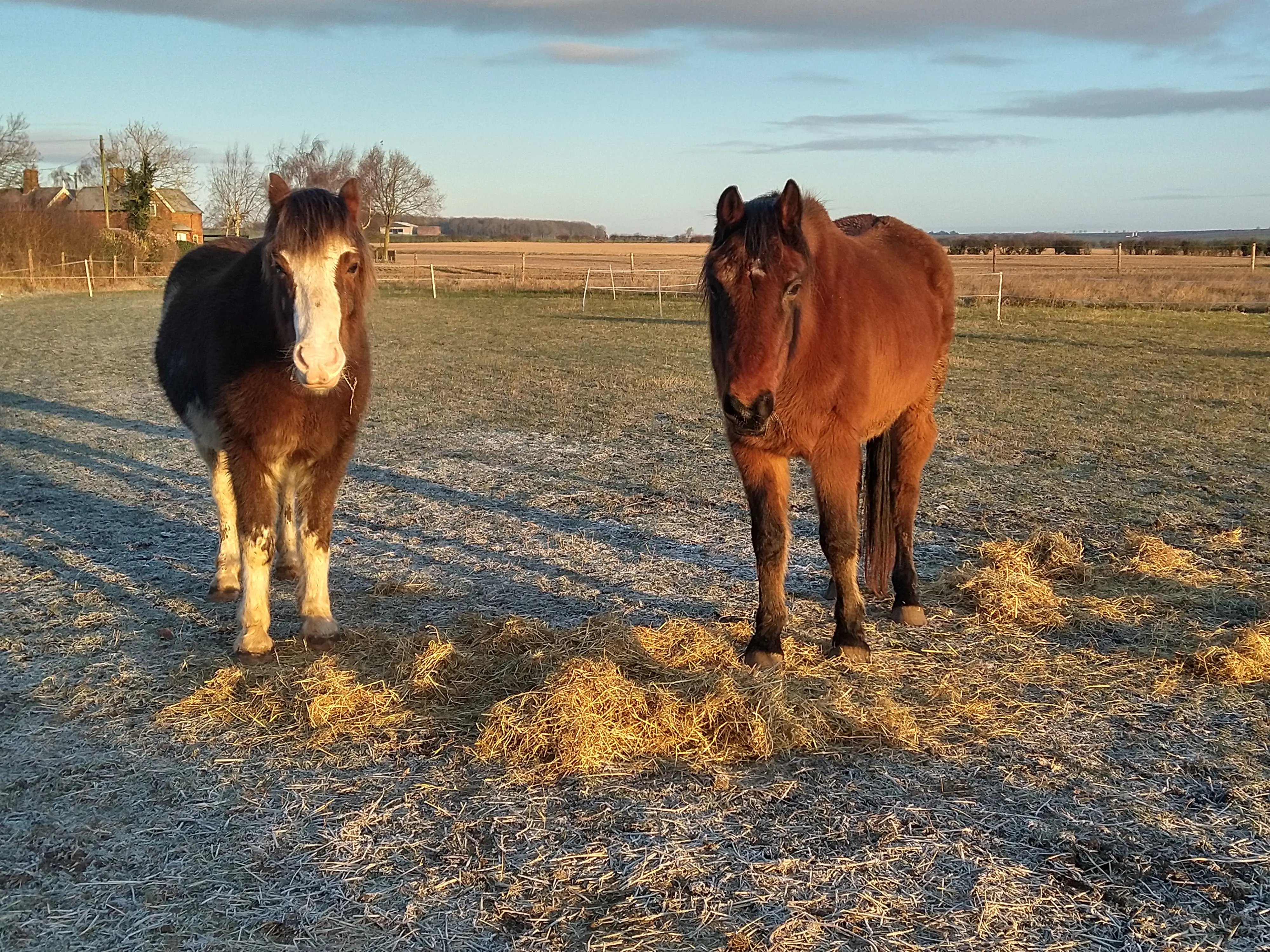 Help with horses, Lincolnshire farm - Thumbnail 5