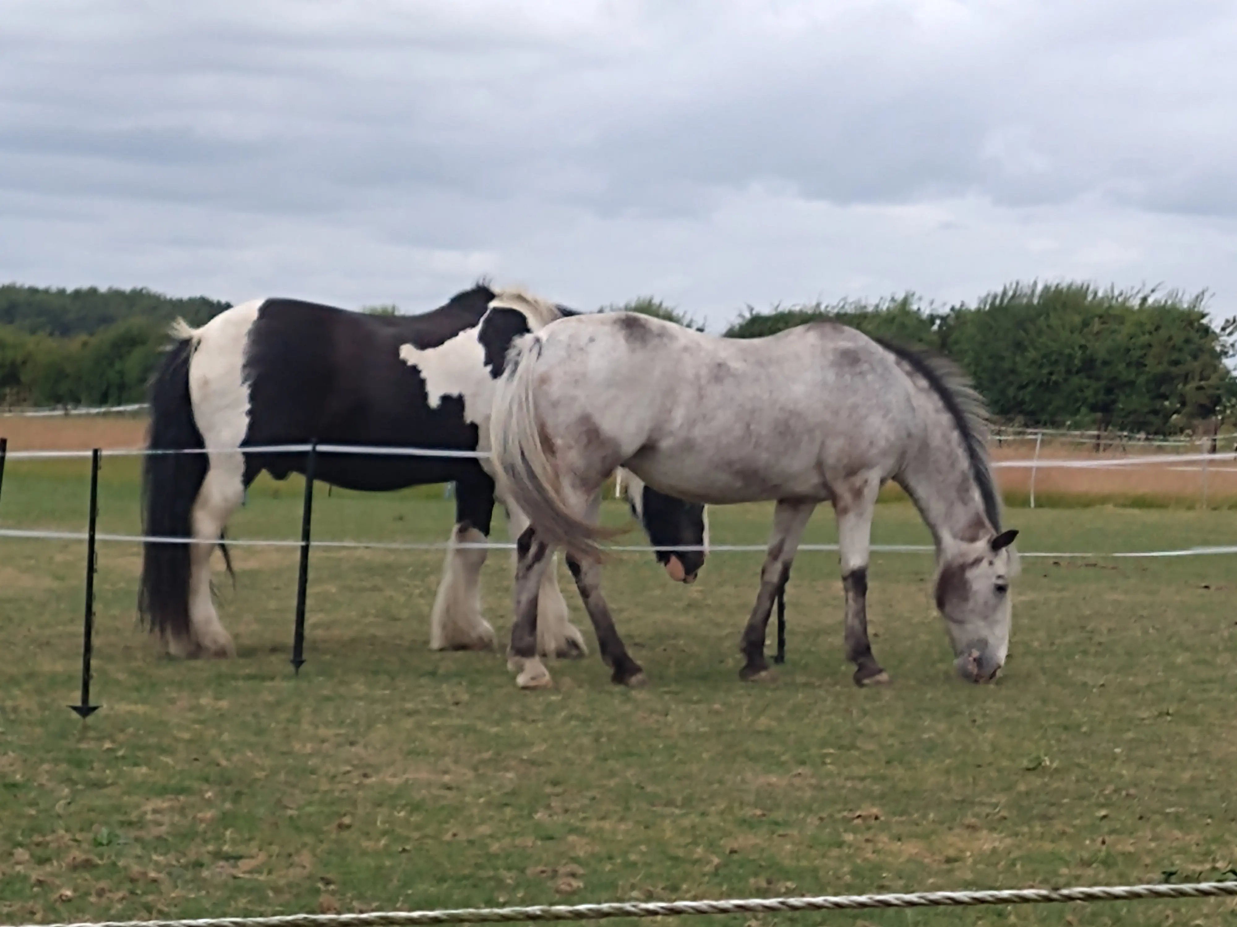 Help with horses, Lincolnshire farm - Thumbnail 4