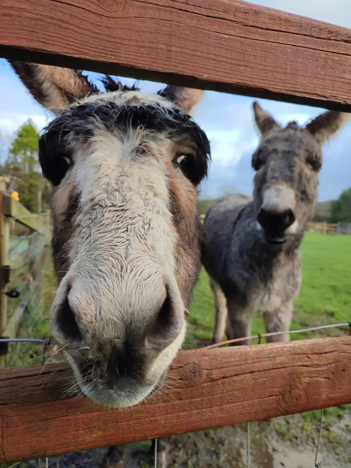 Glamping on a farm, west Wales - Thumbnail 6