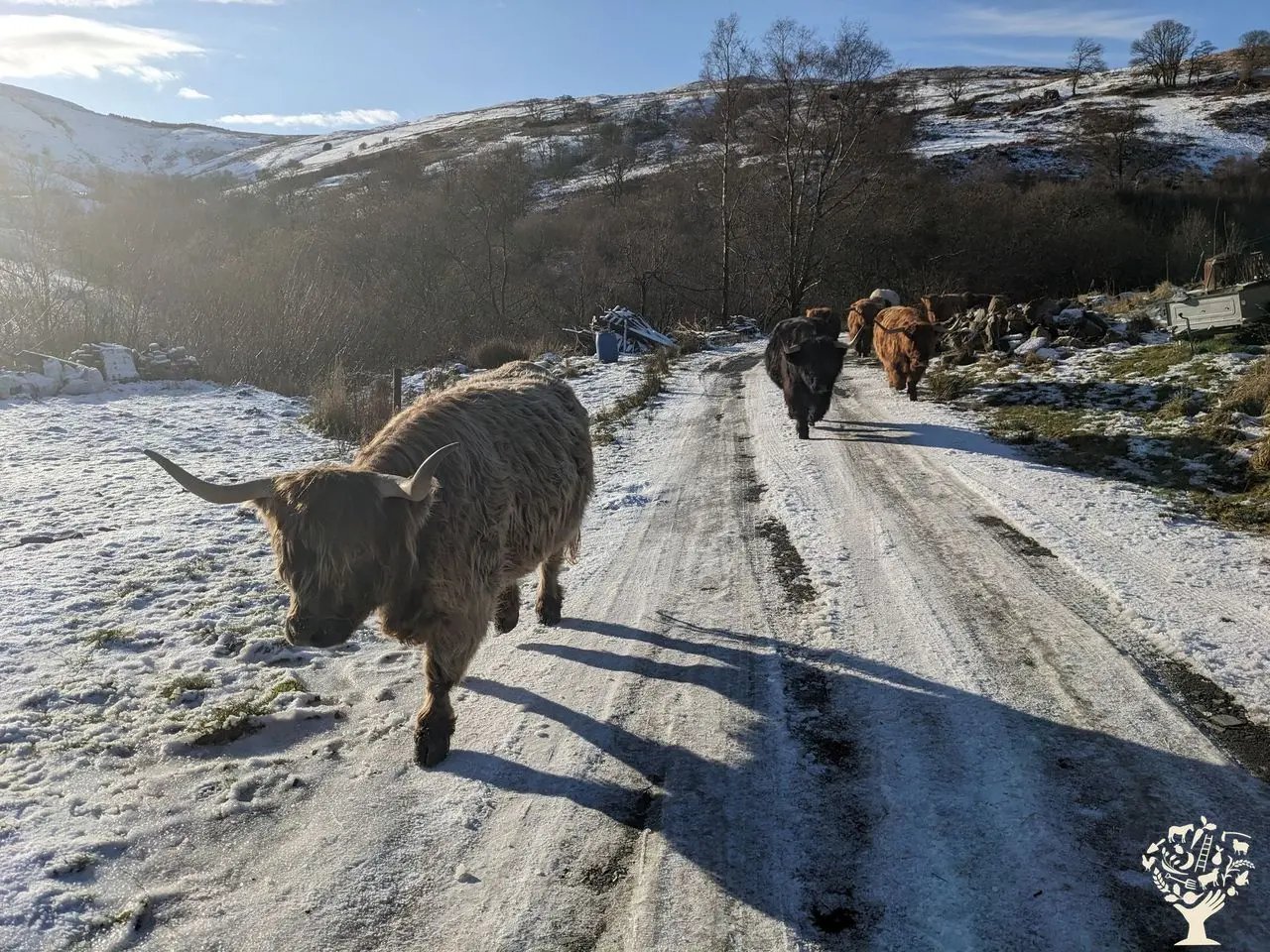 Helping on a small Welsh Cattle farm - Thumbnail 5