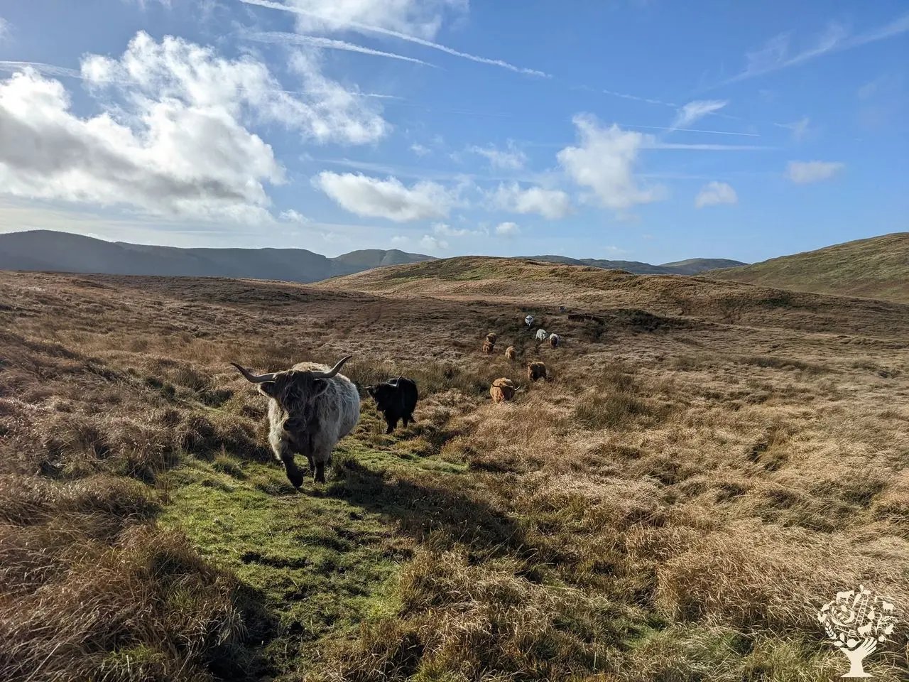 Helping on a small Welsh Cattle farm - Thumbnail 3