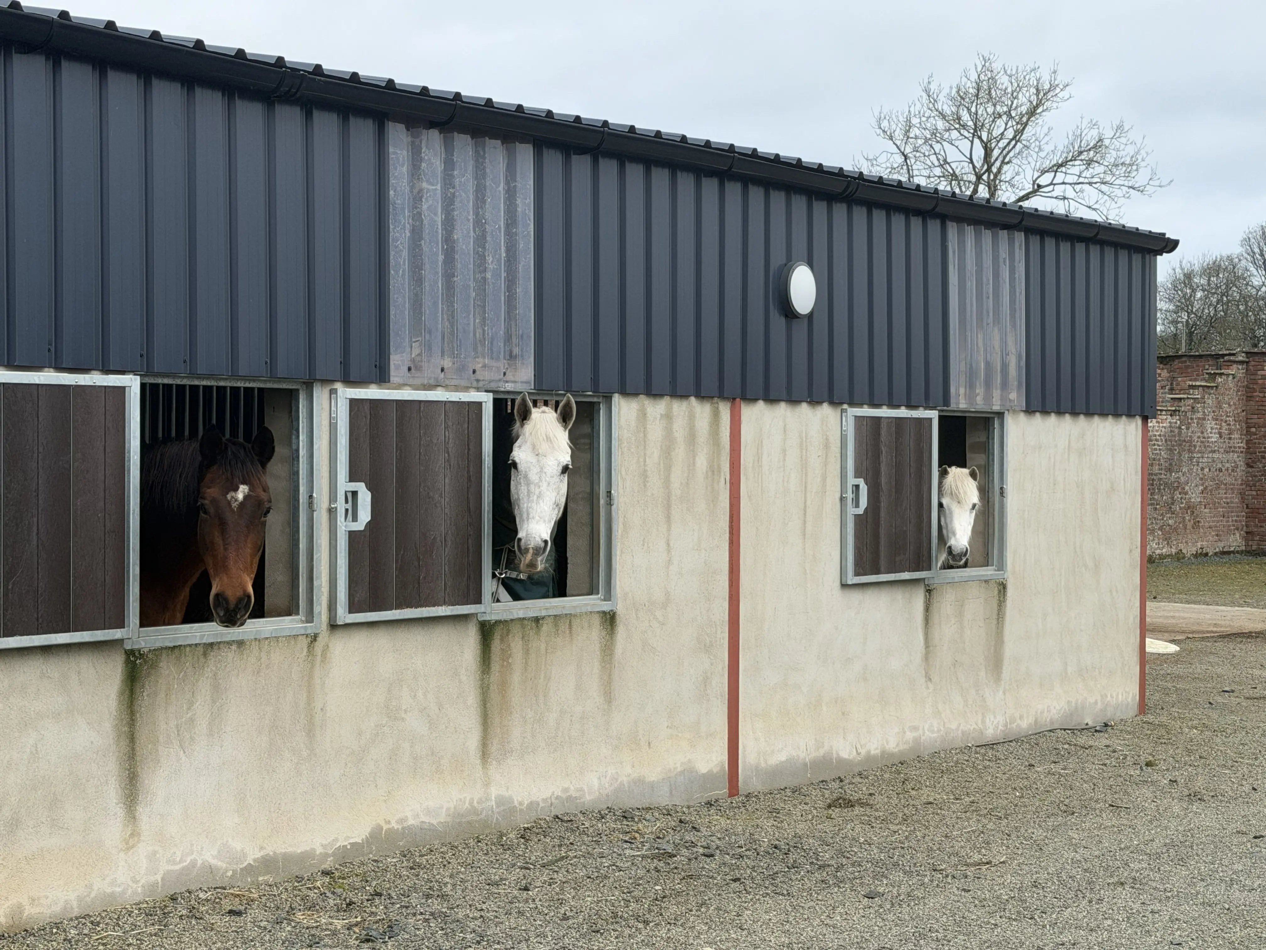 Horse help in the N.Irish Countryside - Thumbnail 8