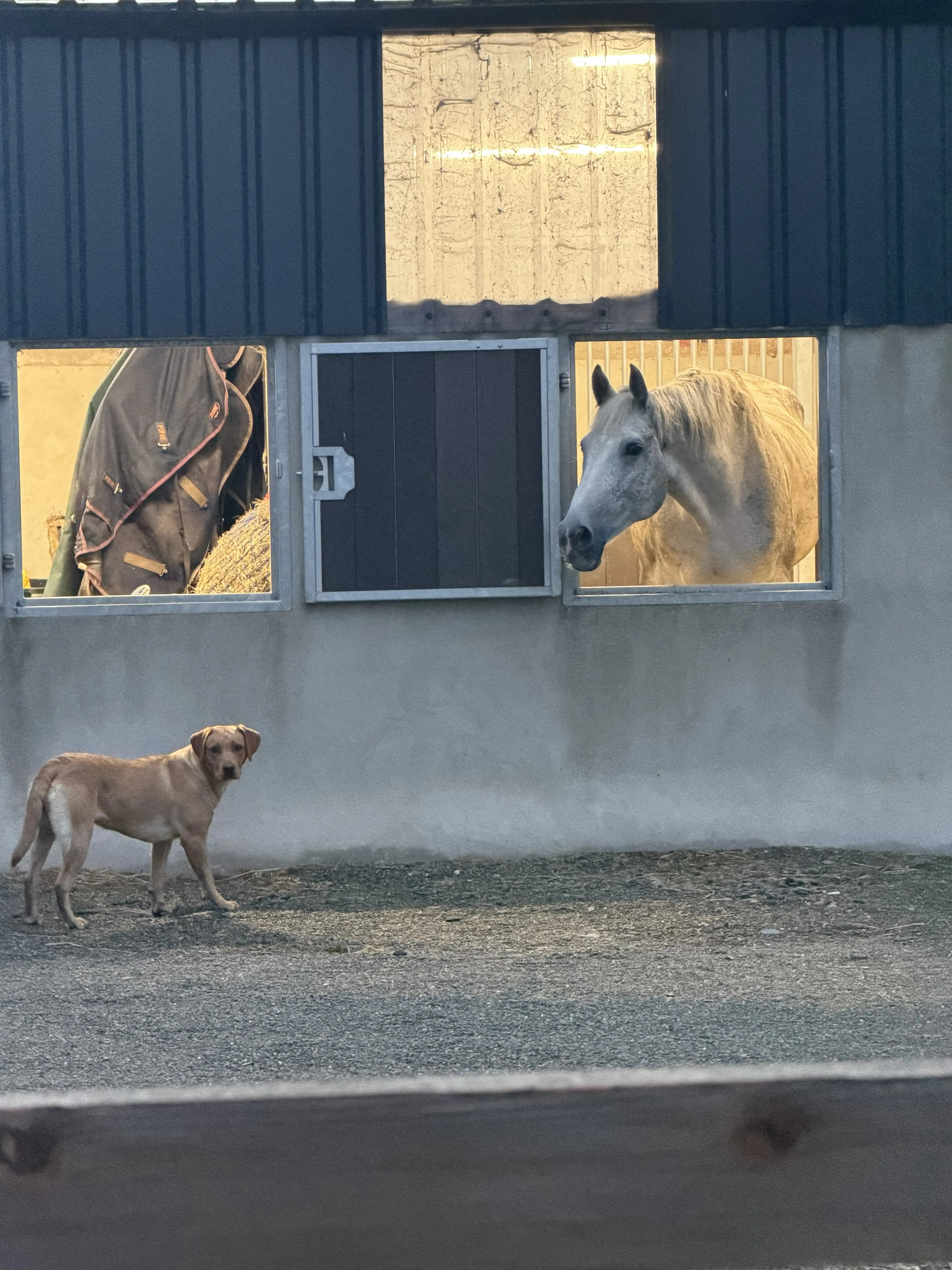 Horse help in the N.Irish Countryside - Thumbnail 20