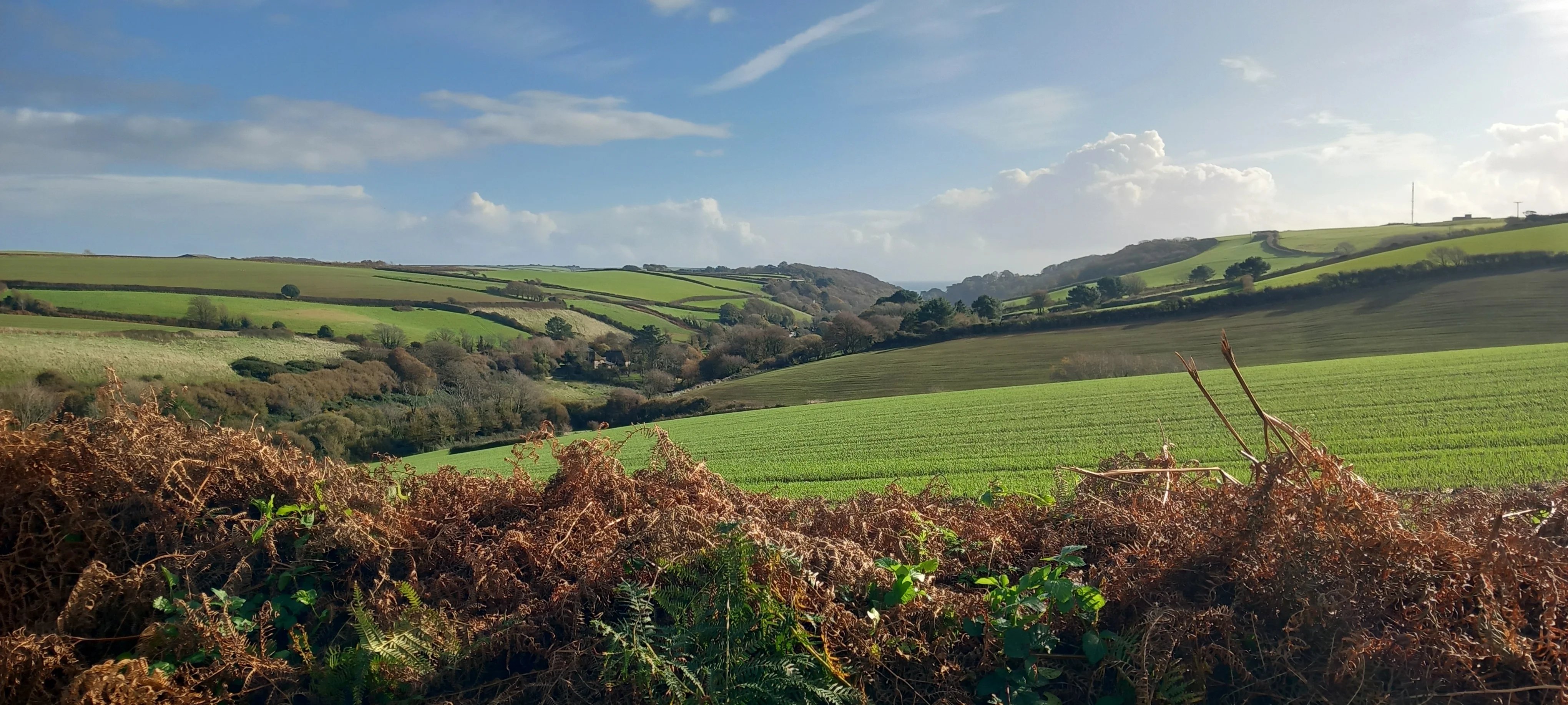 Gardening help in Devon - Thumbnail 17