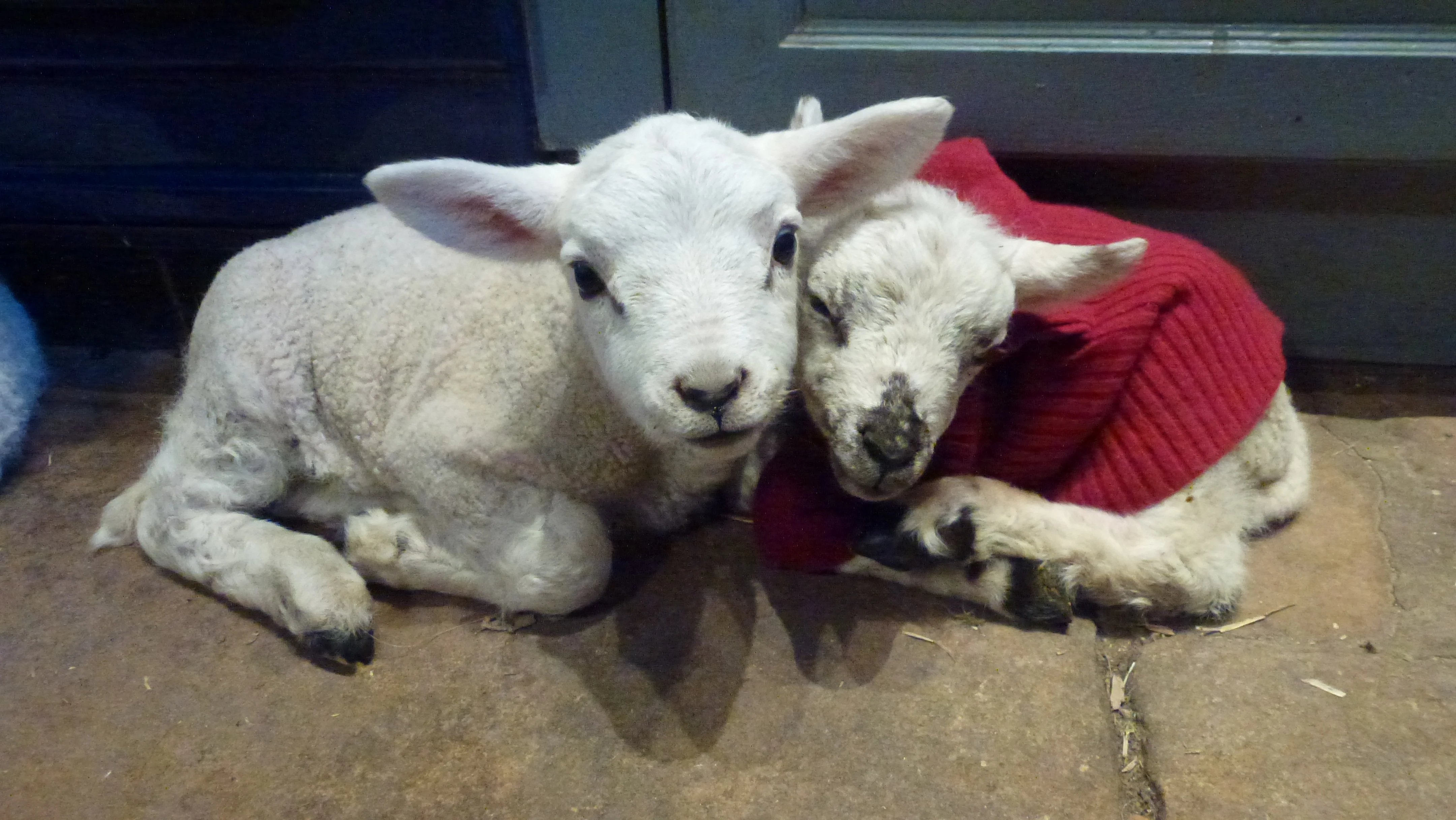 Everyday help on a Yorkshire Dales farm - Thumbnail 48