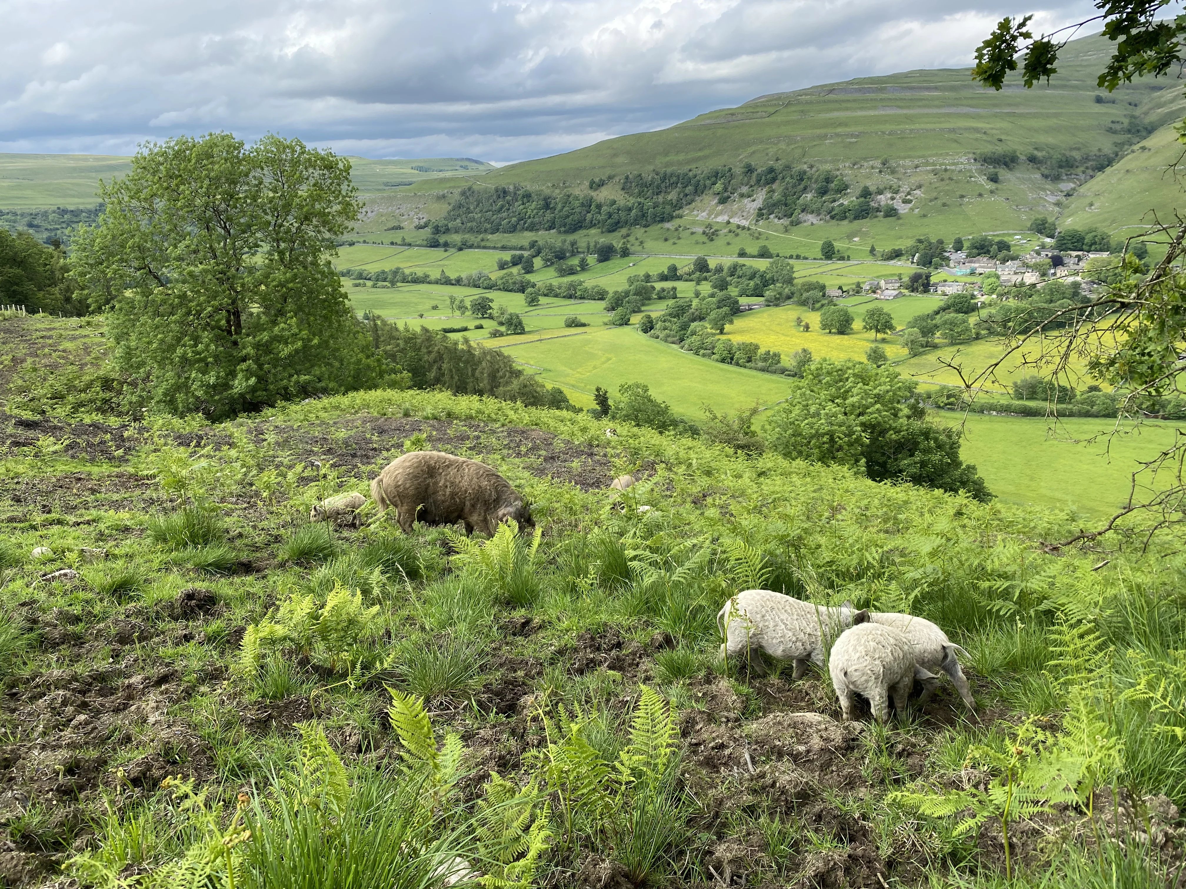 Everyday help on a Yorkshire Dales farm - Thumbnail 5