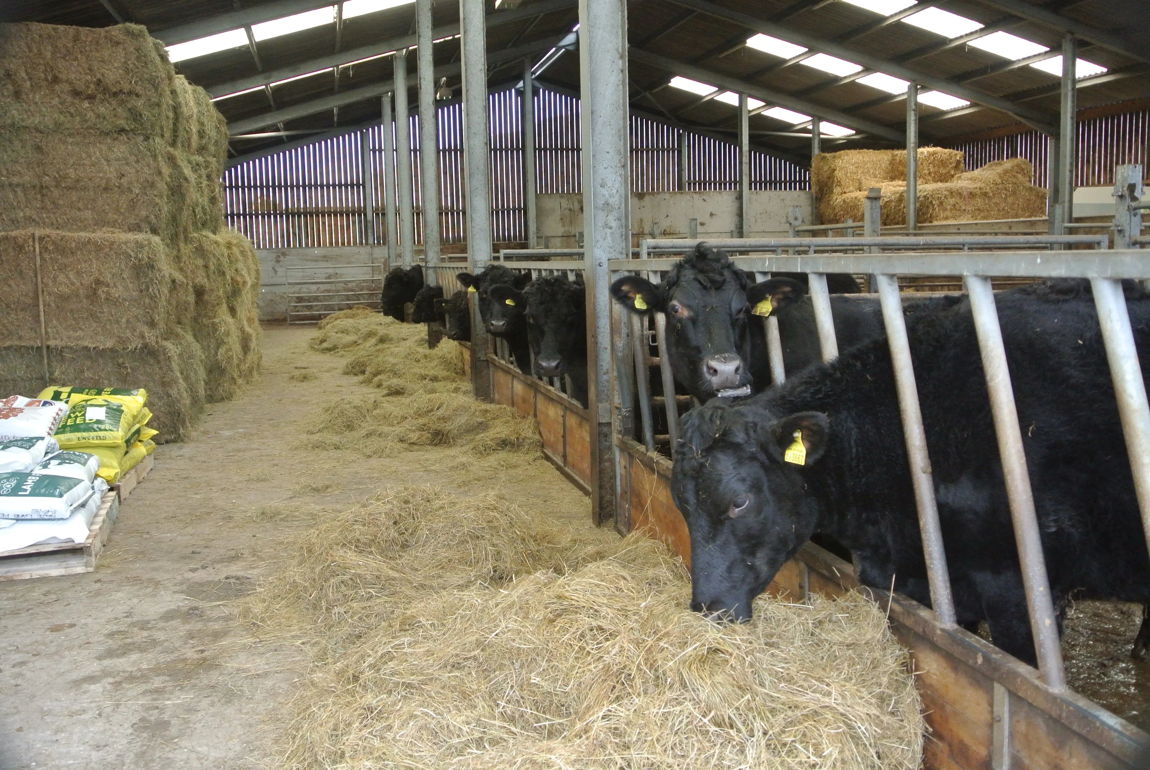 Everyday help on a Yorkshire Dales farm - Thumbnail 44
