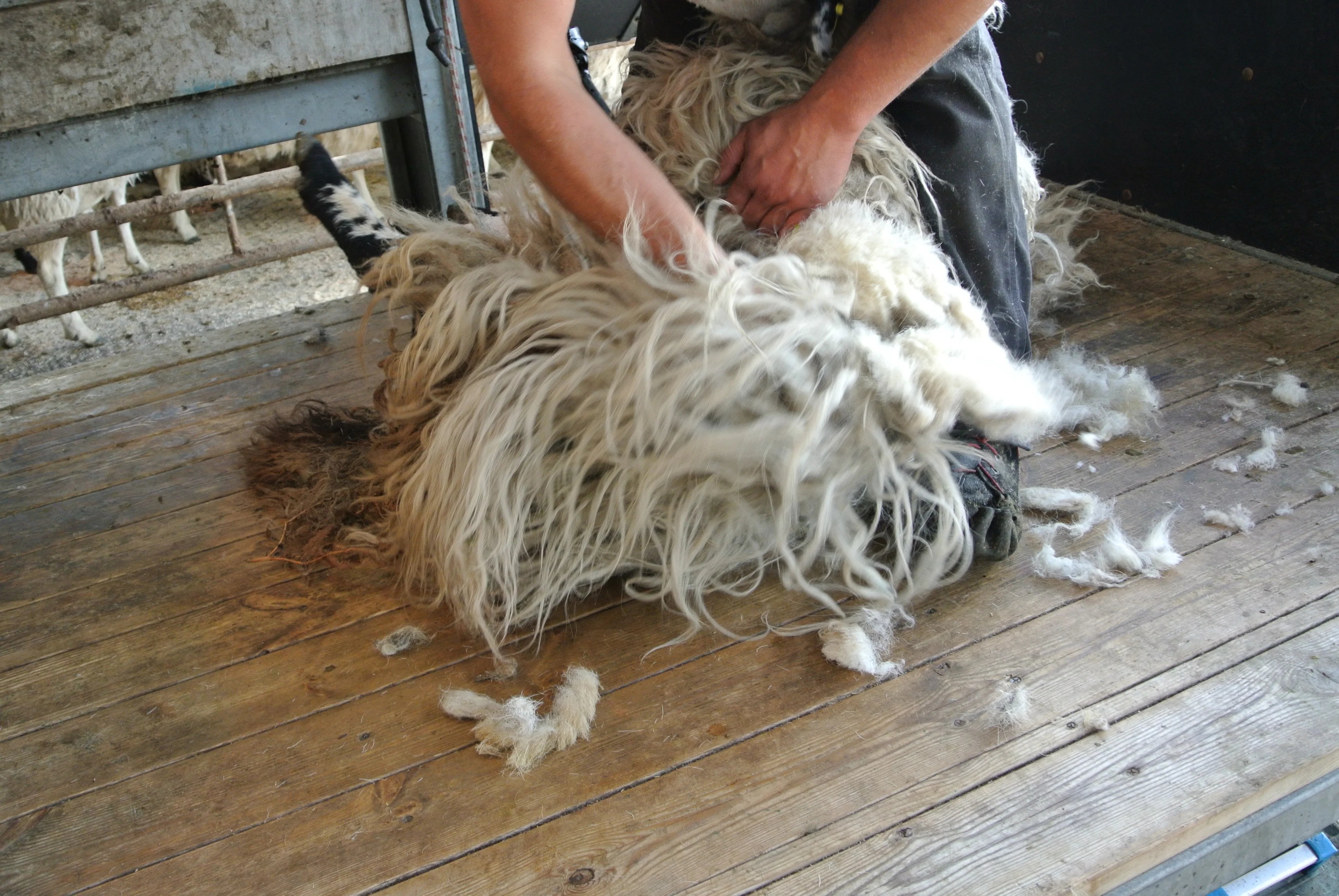 Everyday help on a Yorkshire Dales farm - Thumbnail 45