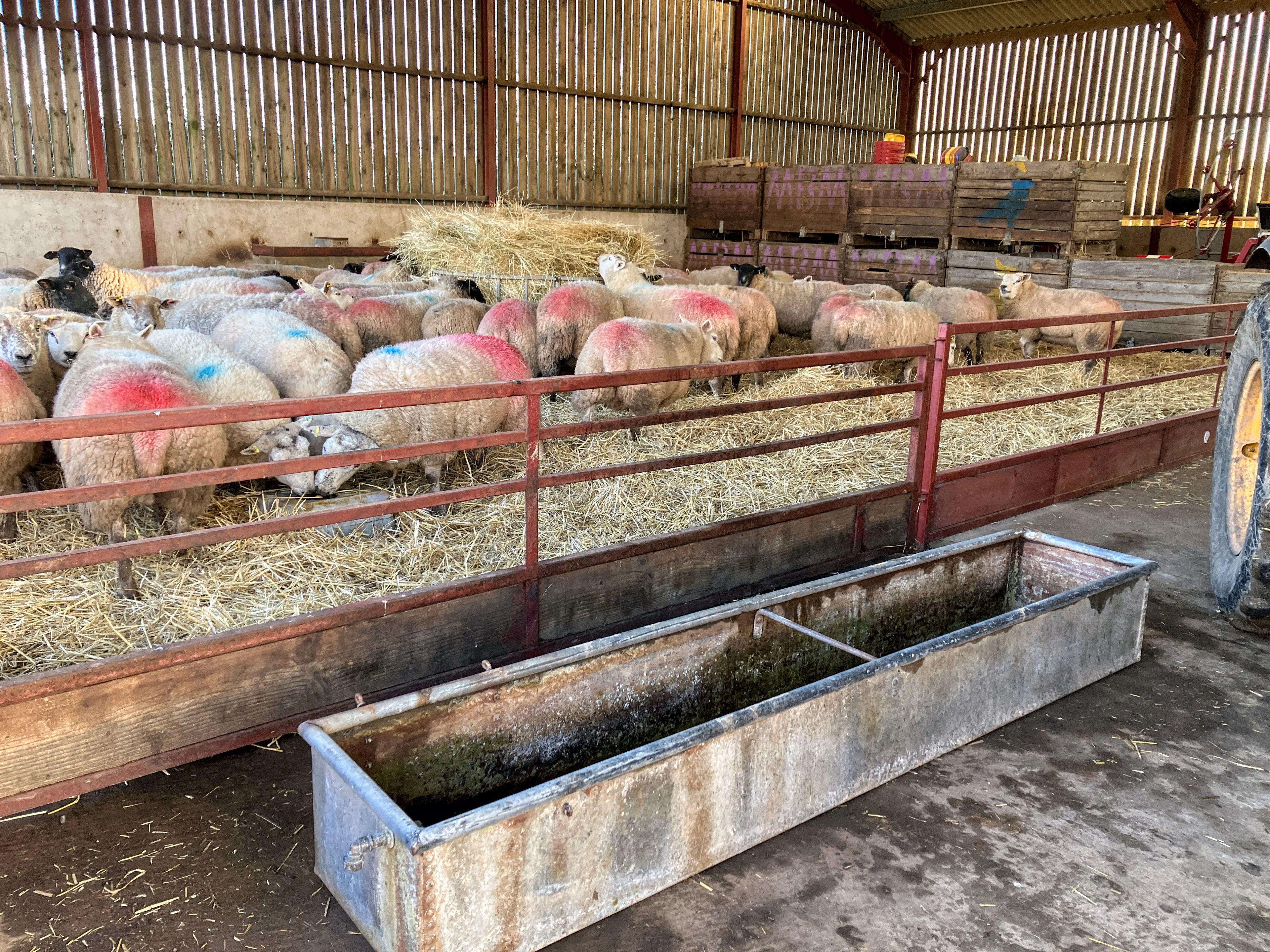 Pitch on a family farm, Shropshire - Thumbnail 2