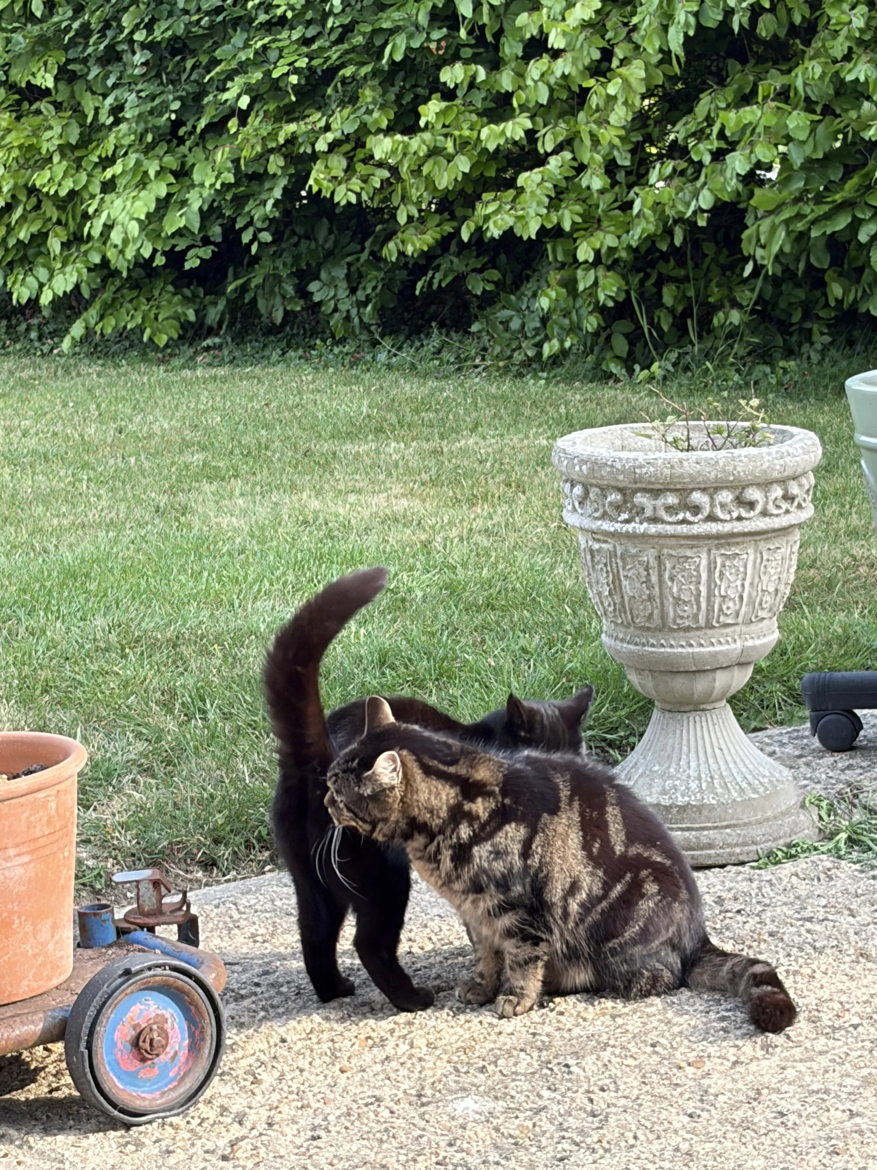 Help at a Bedfordshire cottage. - Thumbnail 13