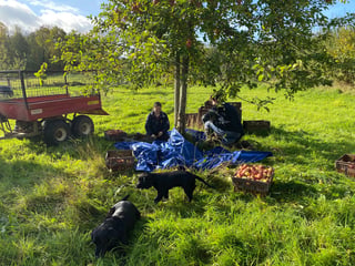 Rural vineyard in Herefordshire