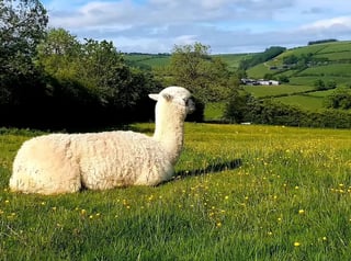 Organic Farm in the Clun hills