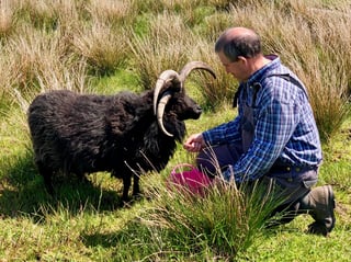 Alpaca and rare breed centre