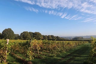 Family-run vineyard, Worcestershire